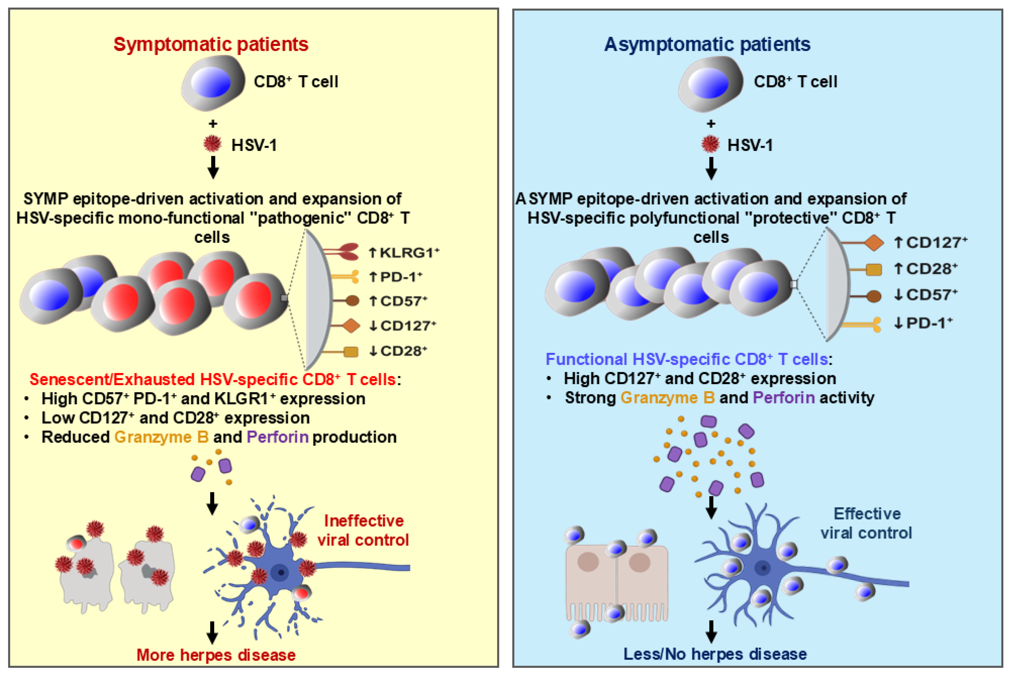 Viruses 17 00606 g007