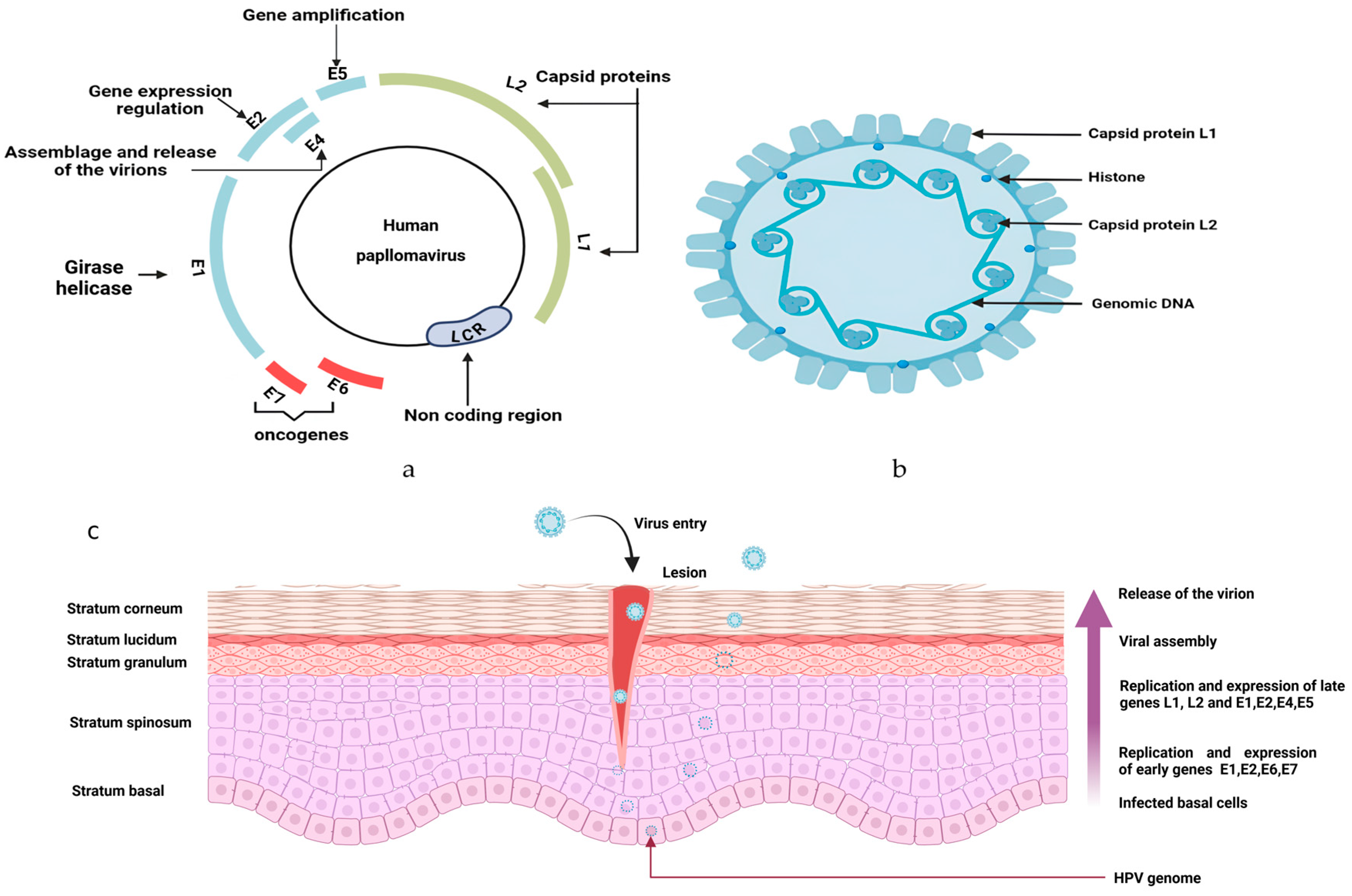 Viruses 17 00607 g002 Viruses 17 00607 g002