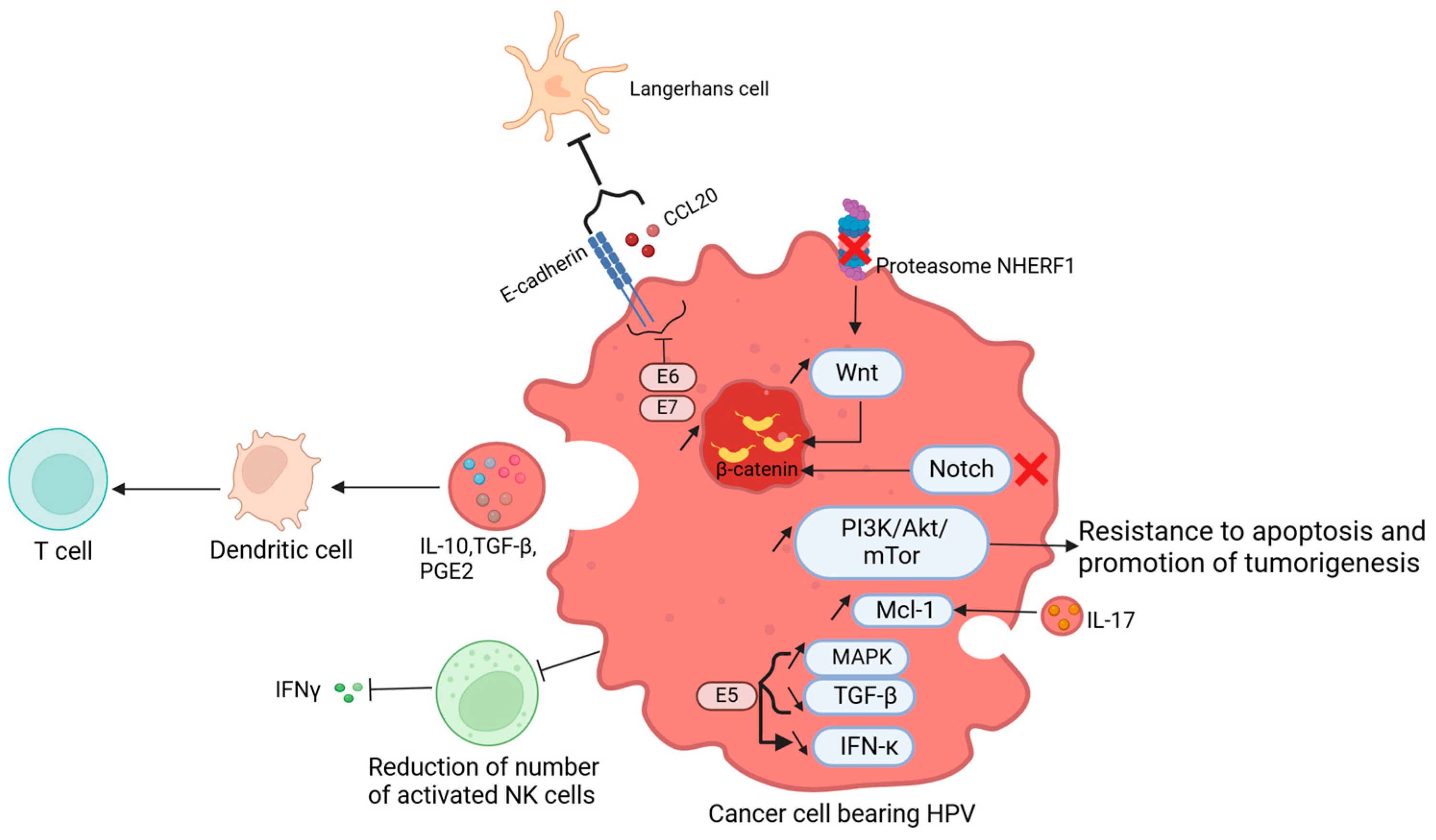 Viruses 17 00607 g003 Viruses 17 00607 g003