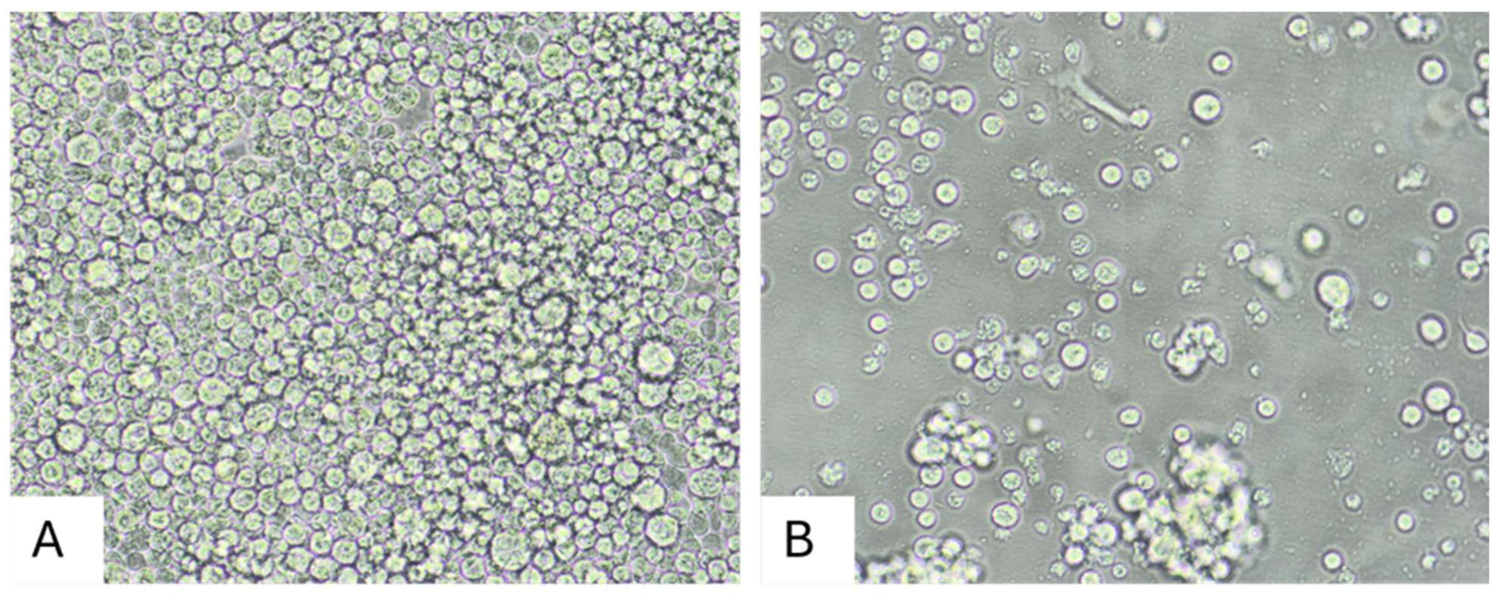 Viruses 17 00614 g002
