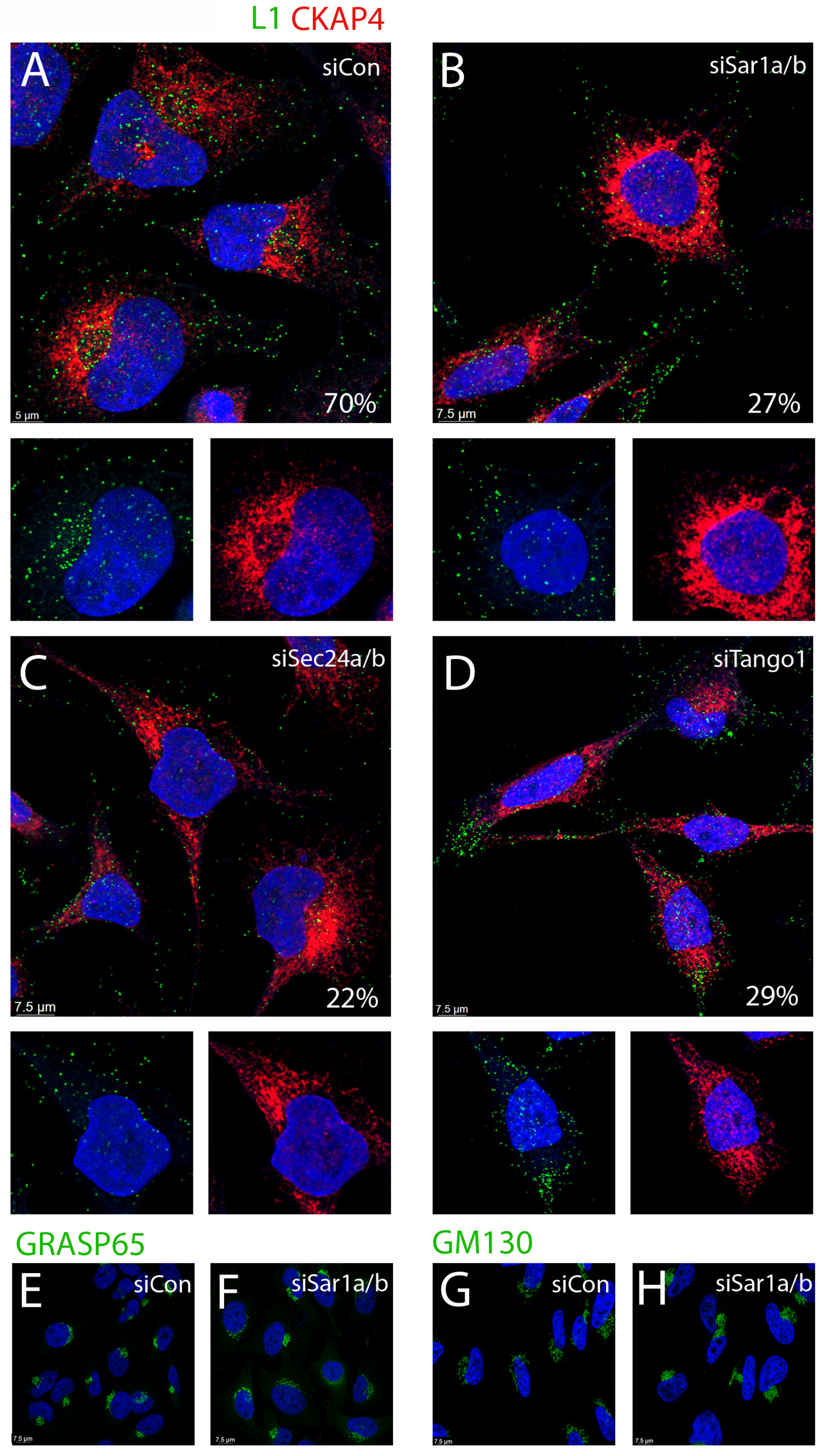 Viruses 17 00616 g004