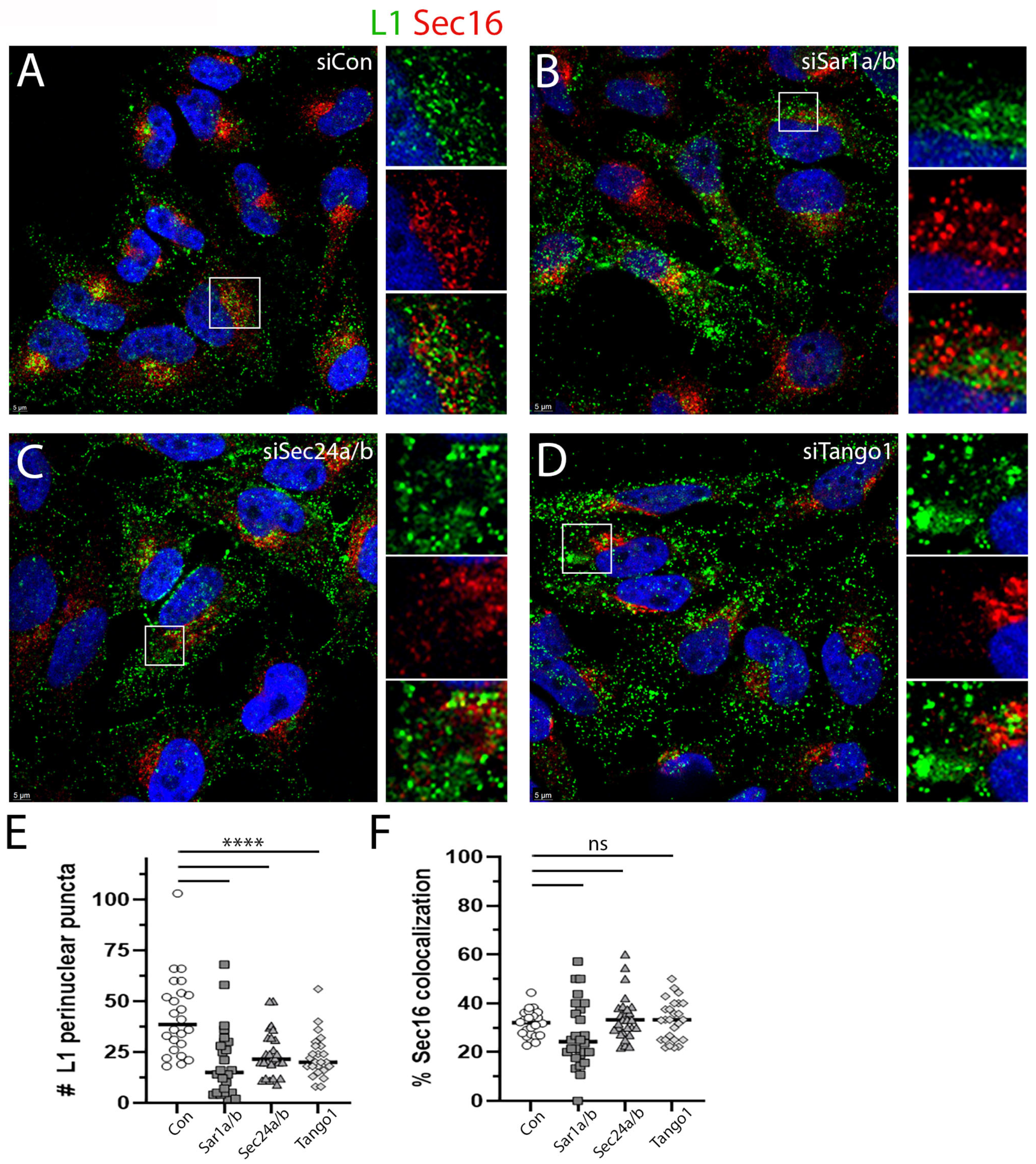 Viruses 17 00616 g005