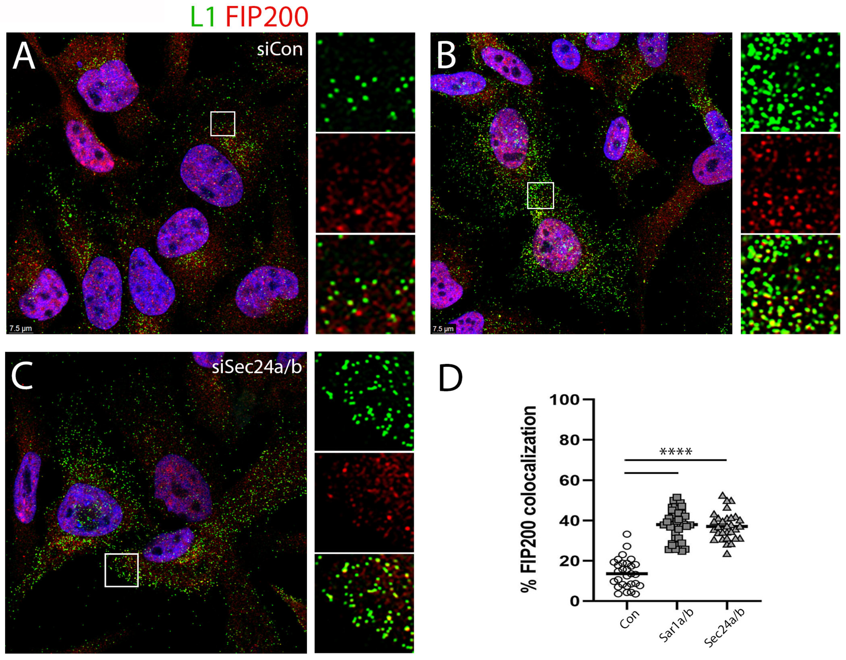 Viruses 17 00616 g006