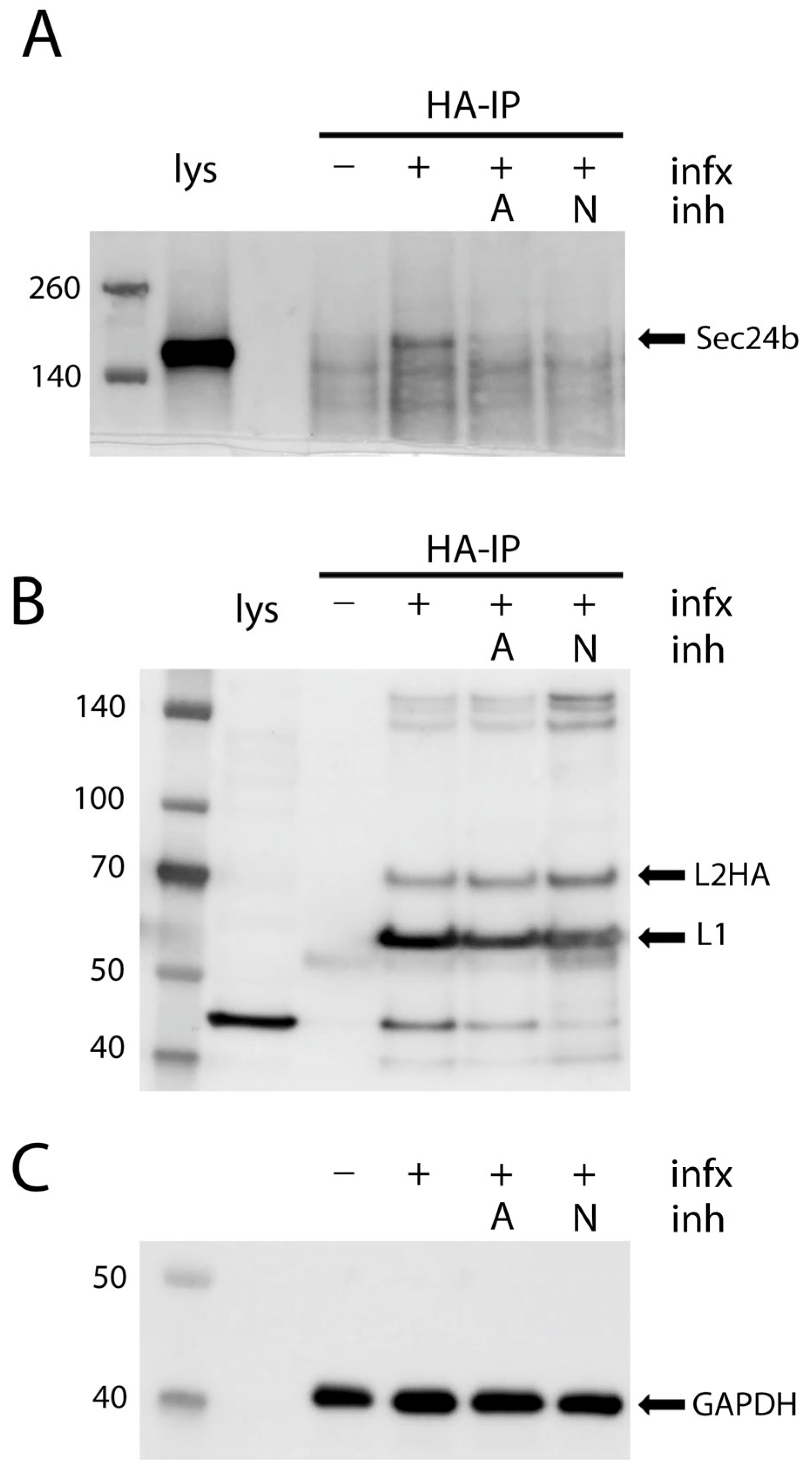 Viruses 17 00616 g007