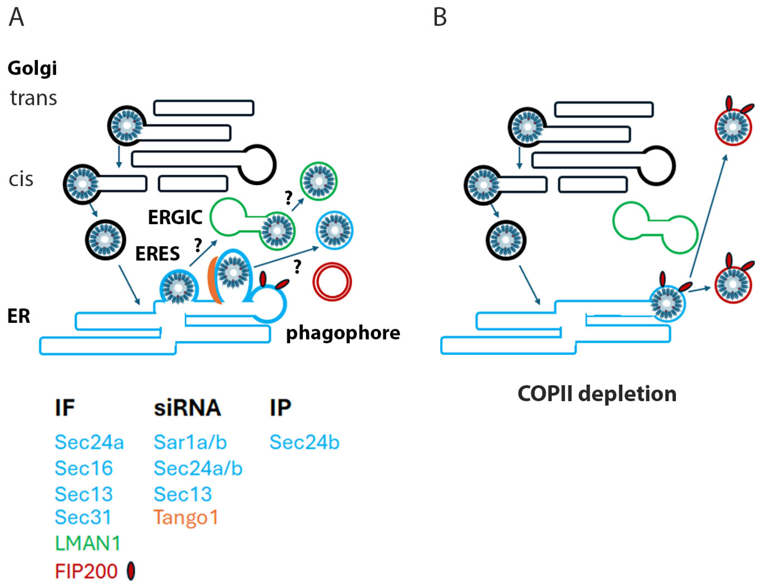 Viruses 17 00616 g008
