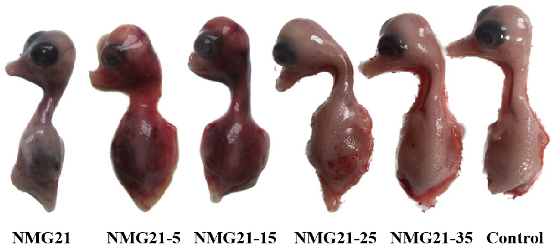 Viruses 17 00618 g001