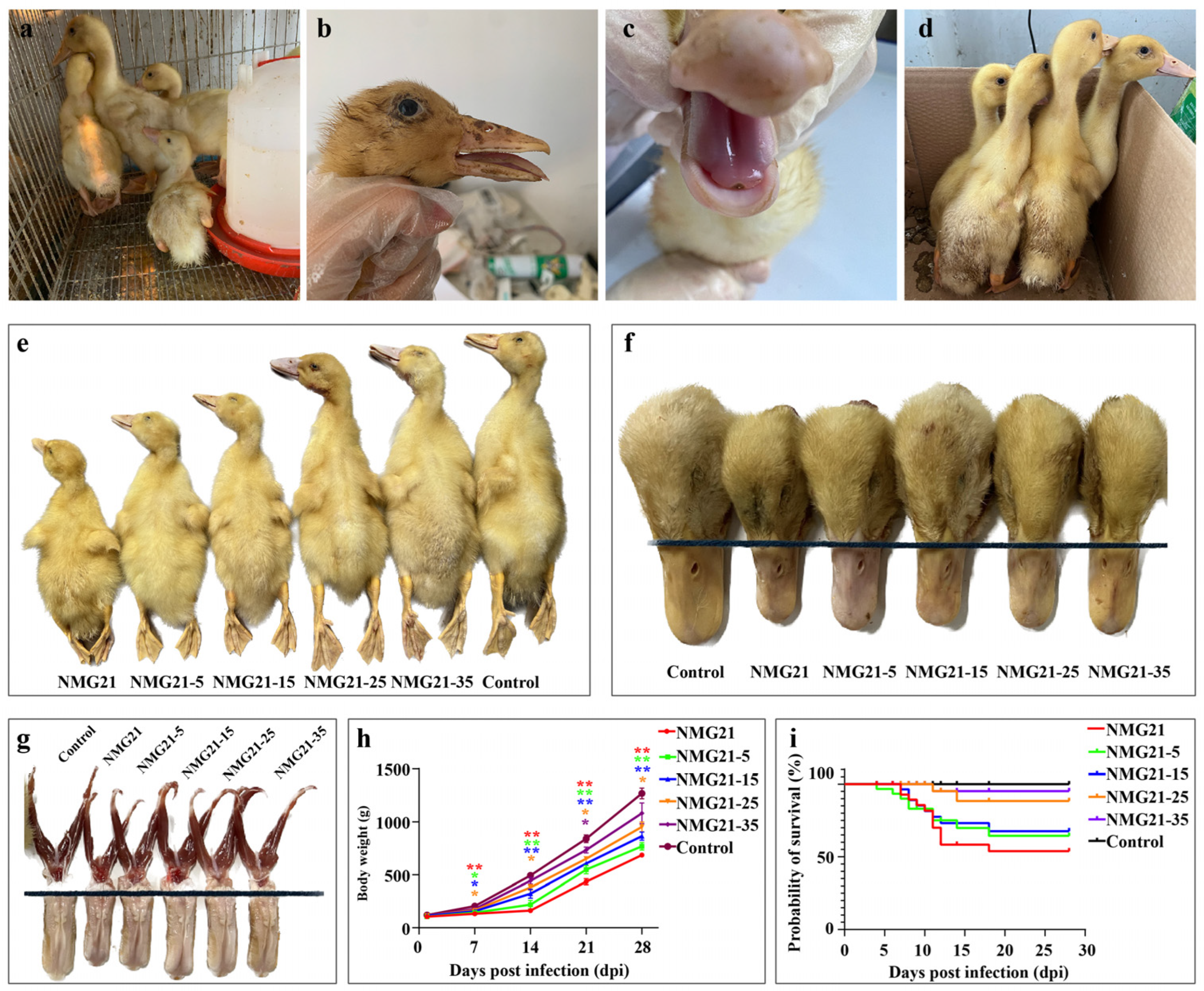 Viruses 17 00618 g002