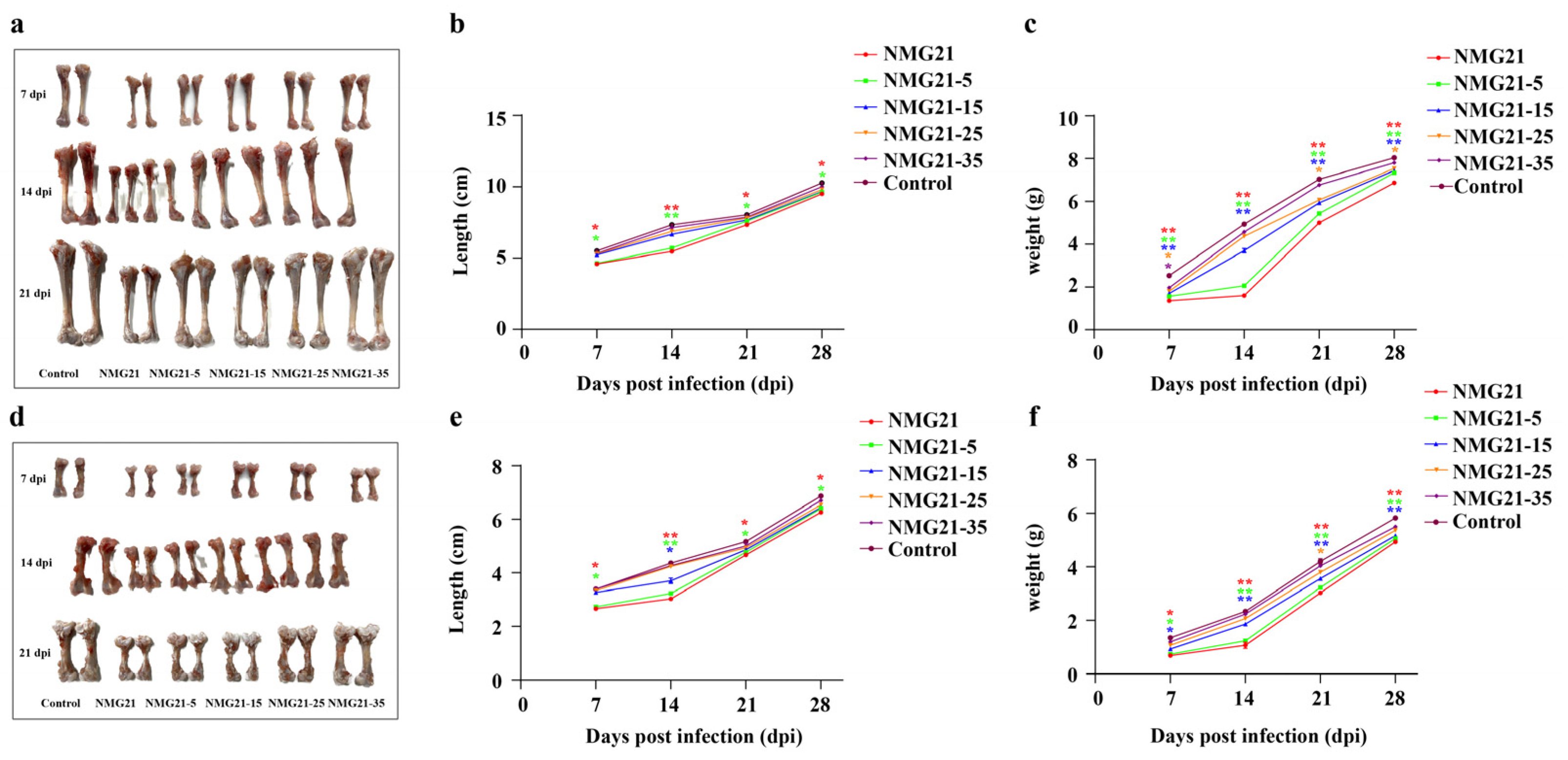 Viruses 17 00618 g005