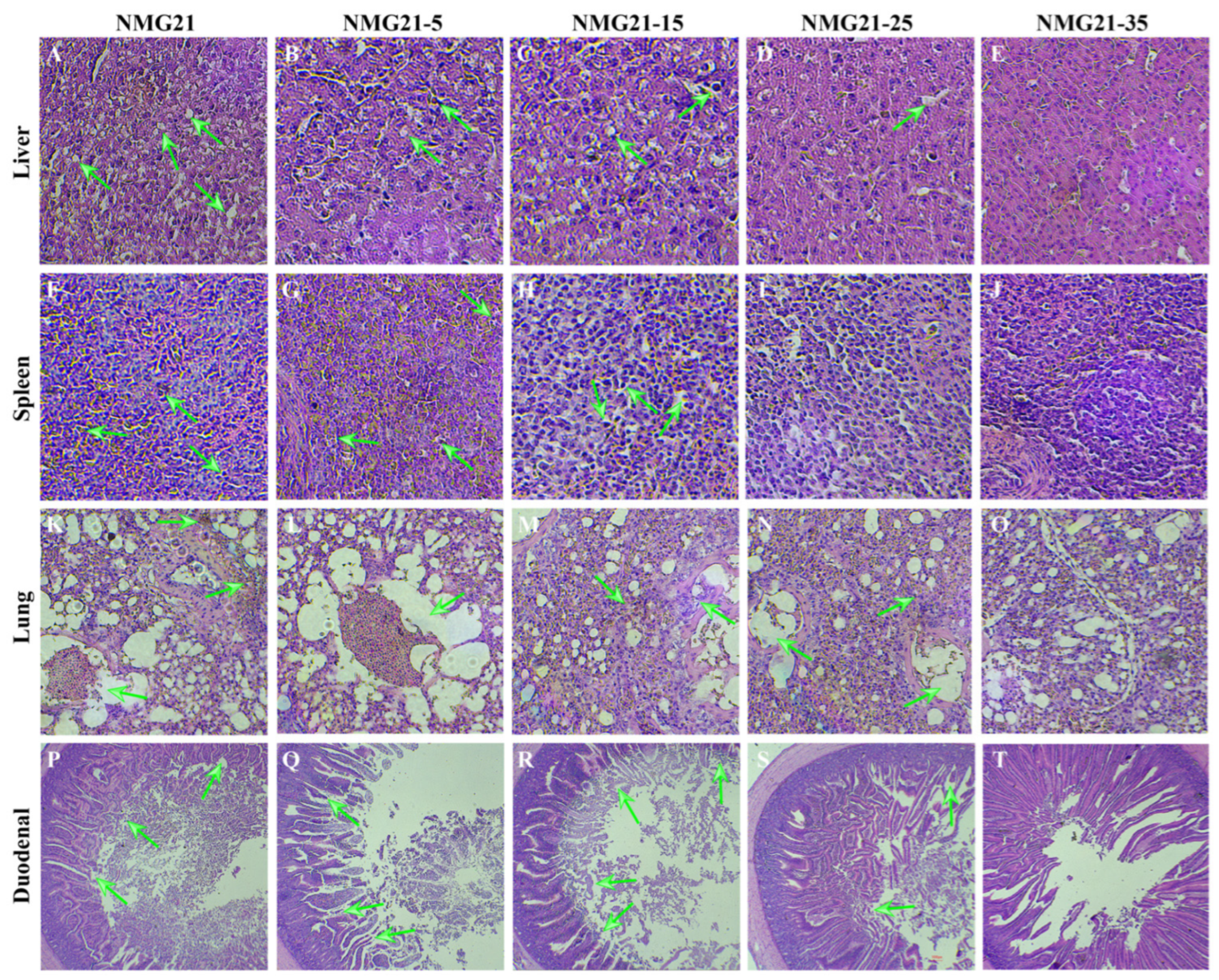 Viruses 17 00618 g006