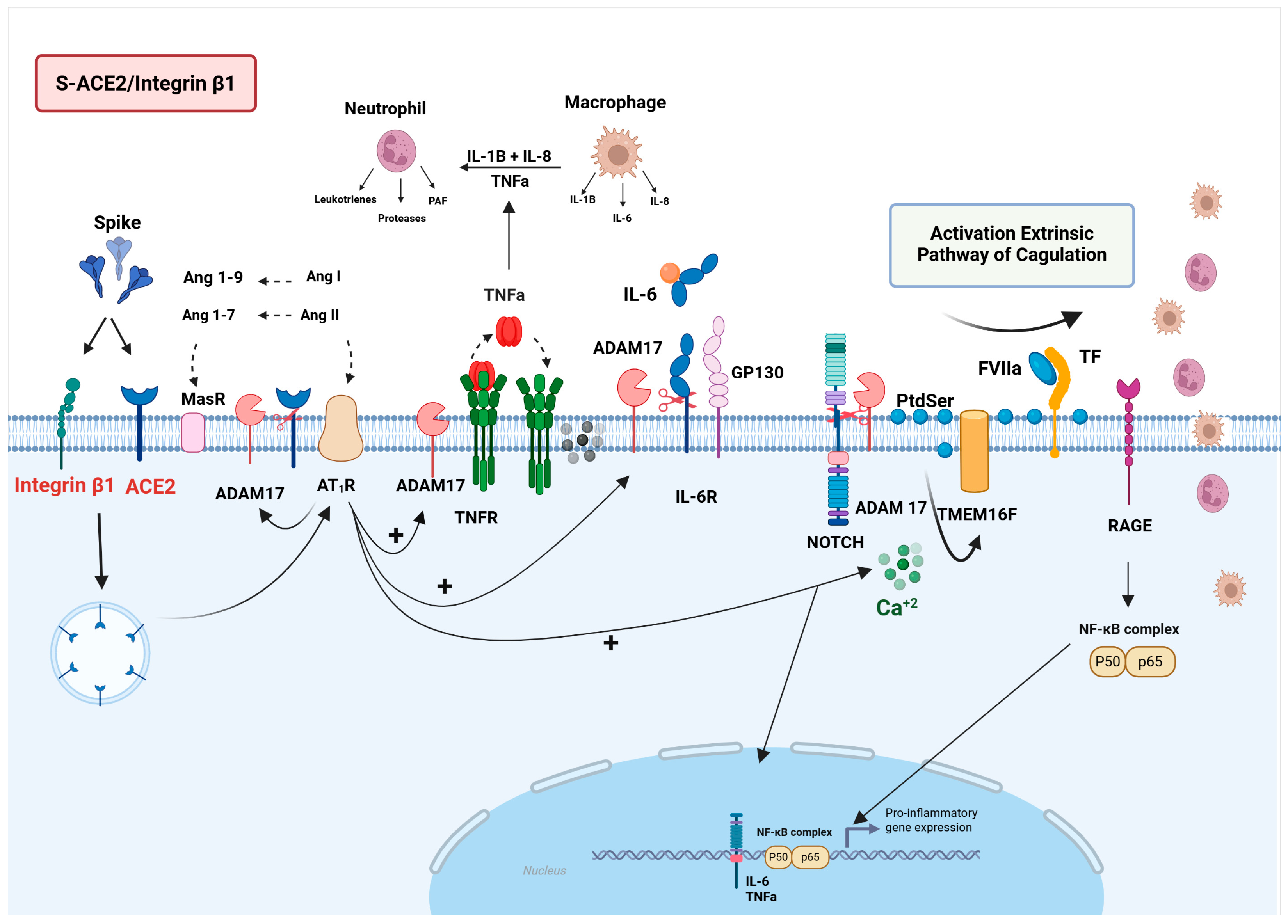 Viruses 17 00619 g002
