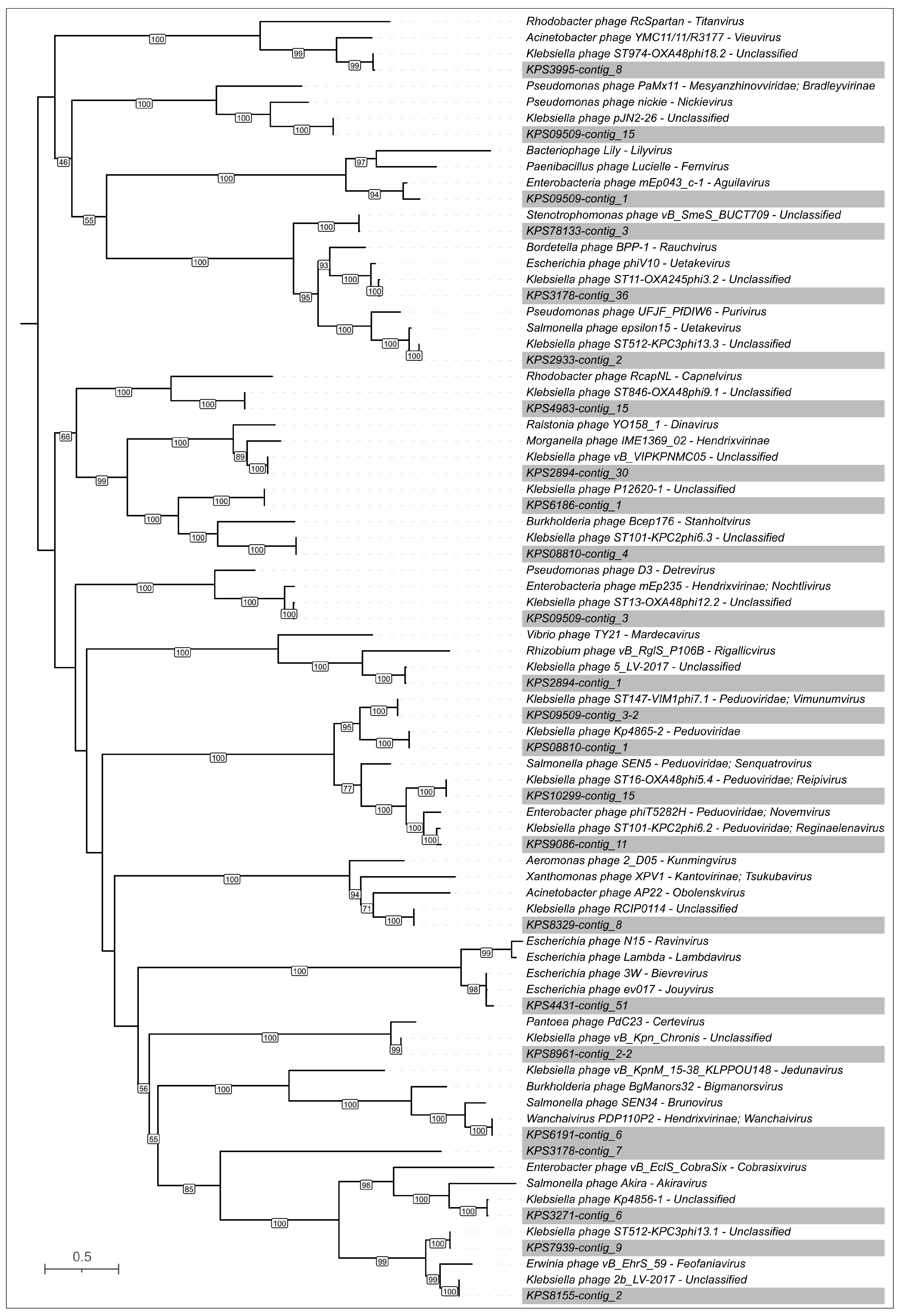 Viruses 17 00623 g008