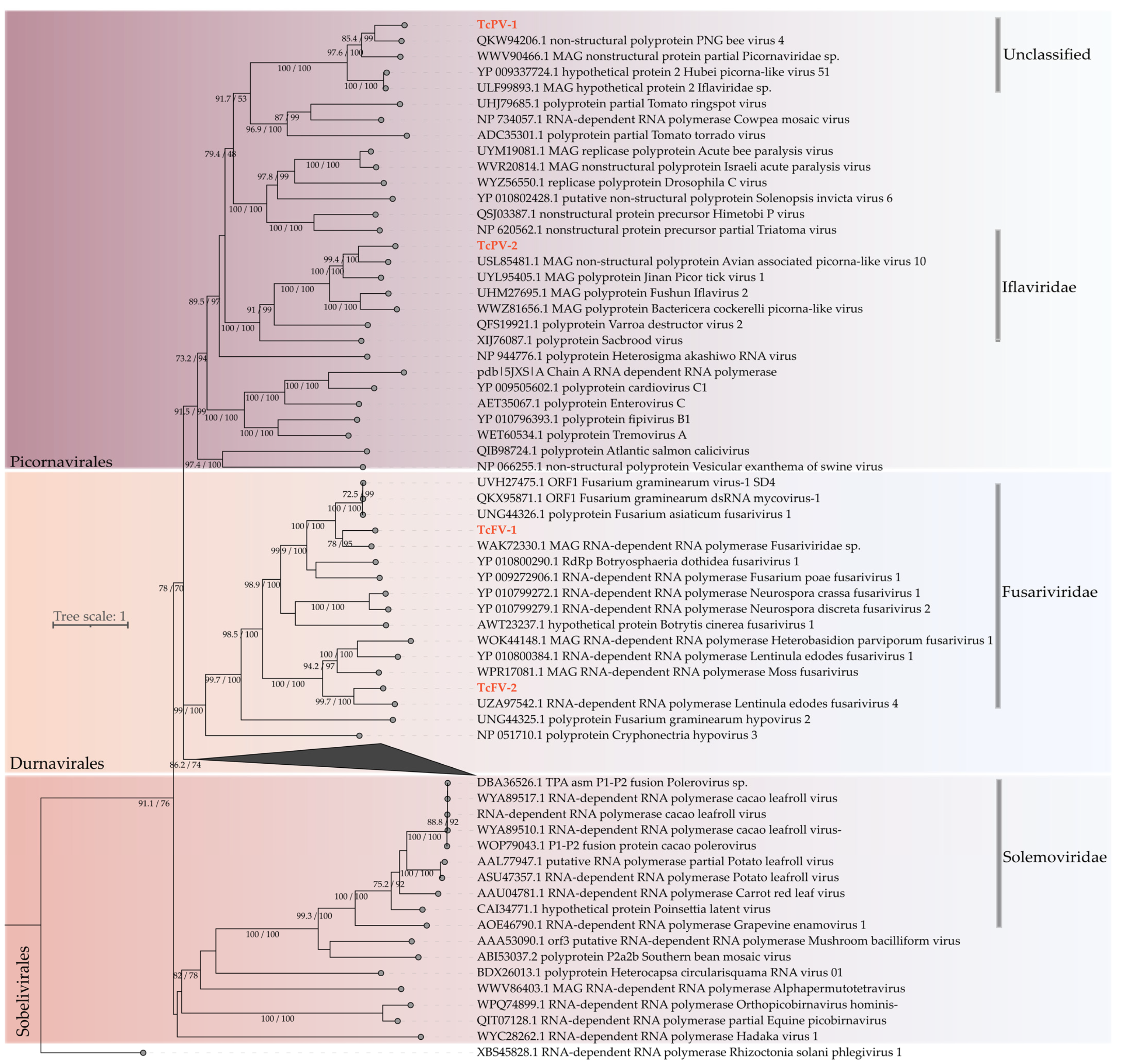 Viruses 17 00624 g004
