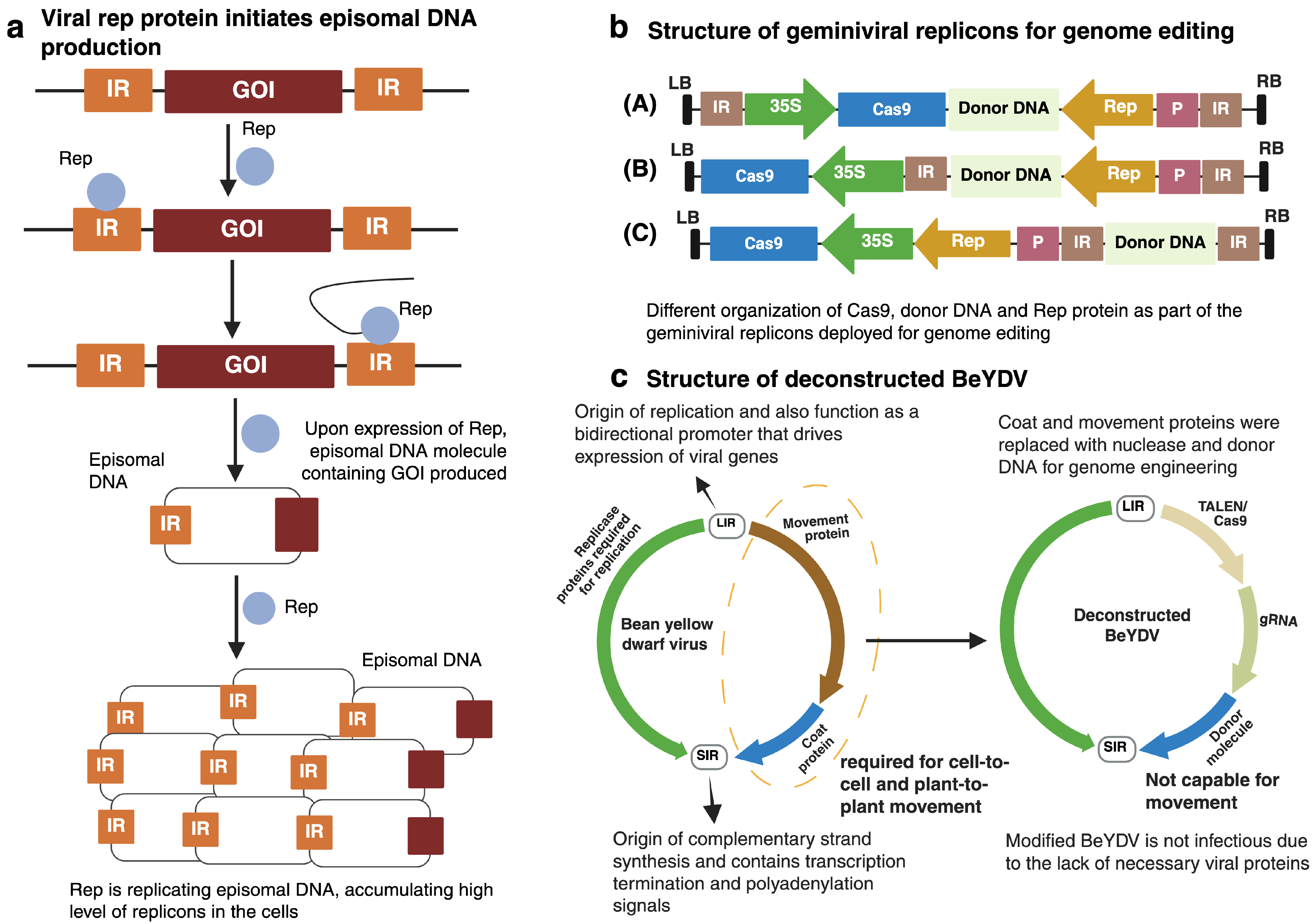 Viruses 17 00631 g003 Viruses 17 00631 g003