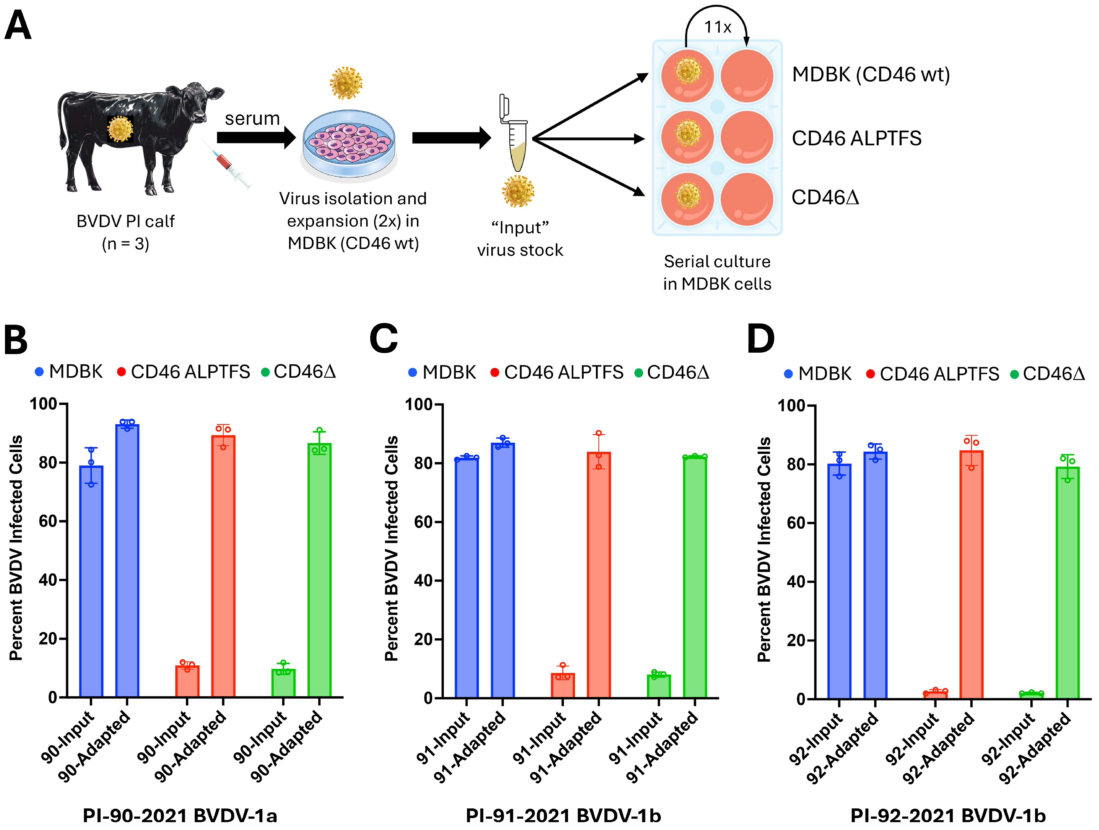 Viruses 17 00634 g001