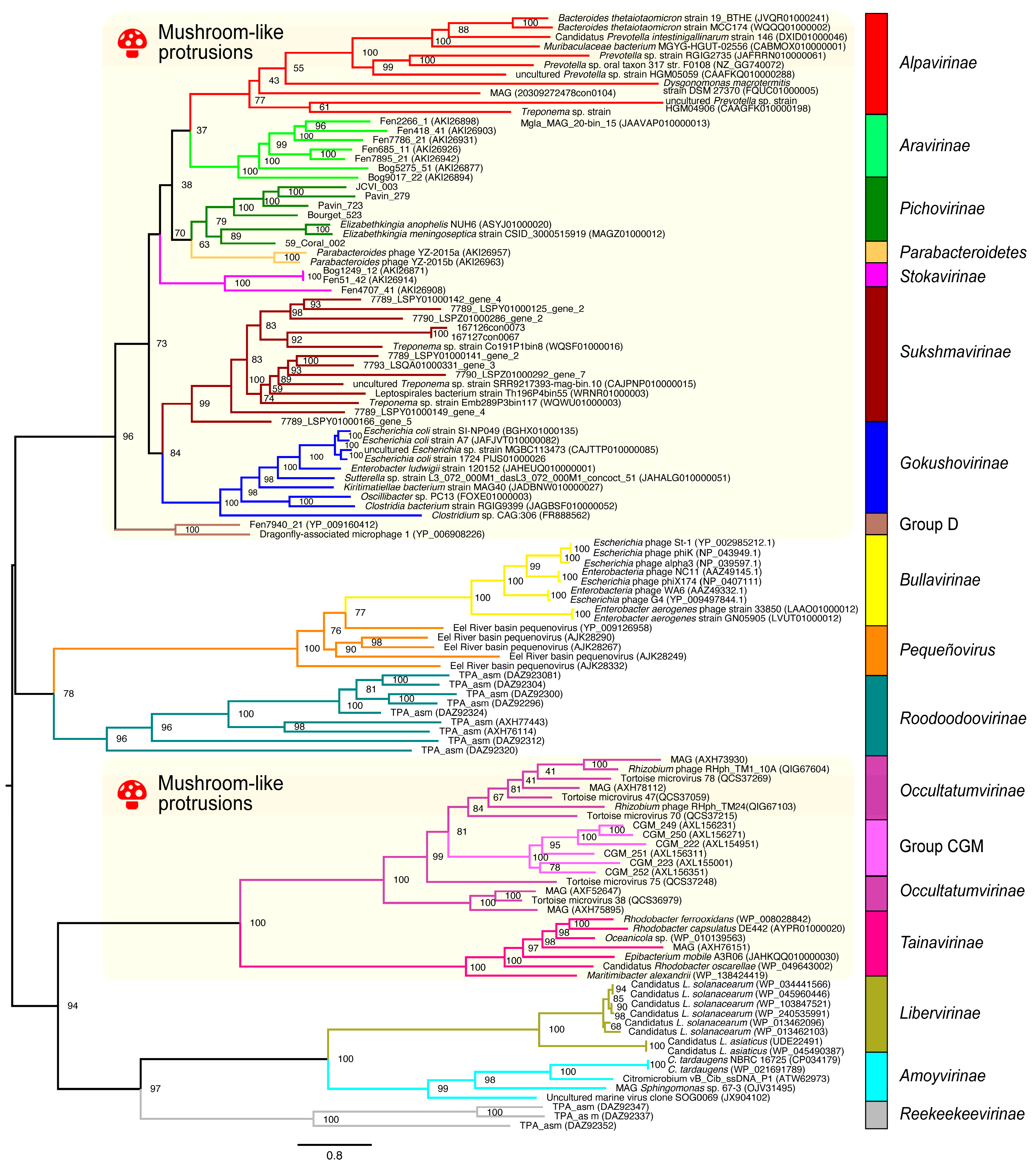 Viruses 17 00642 g005