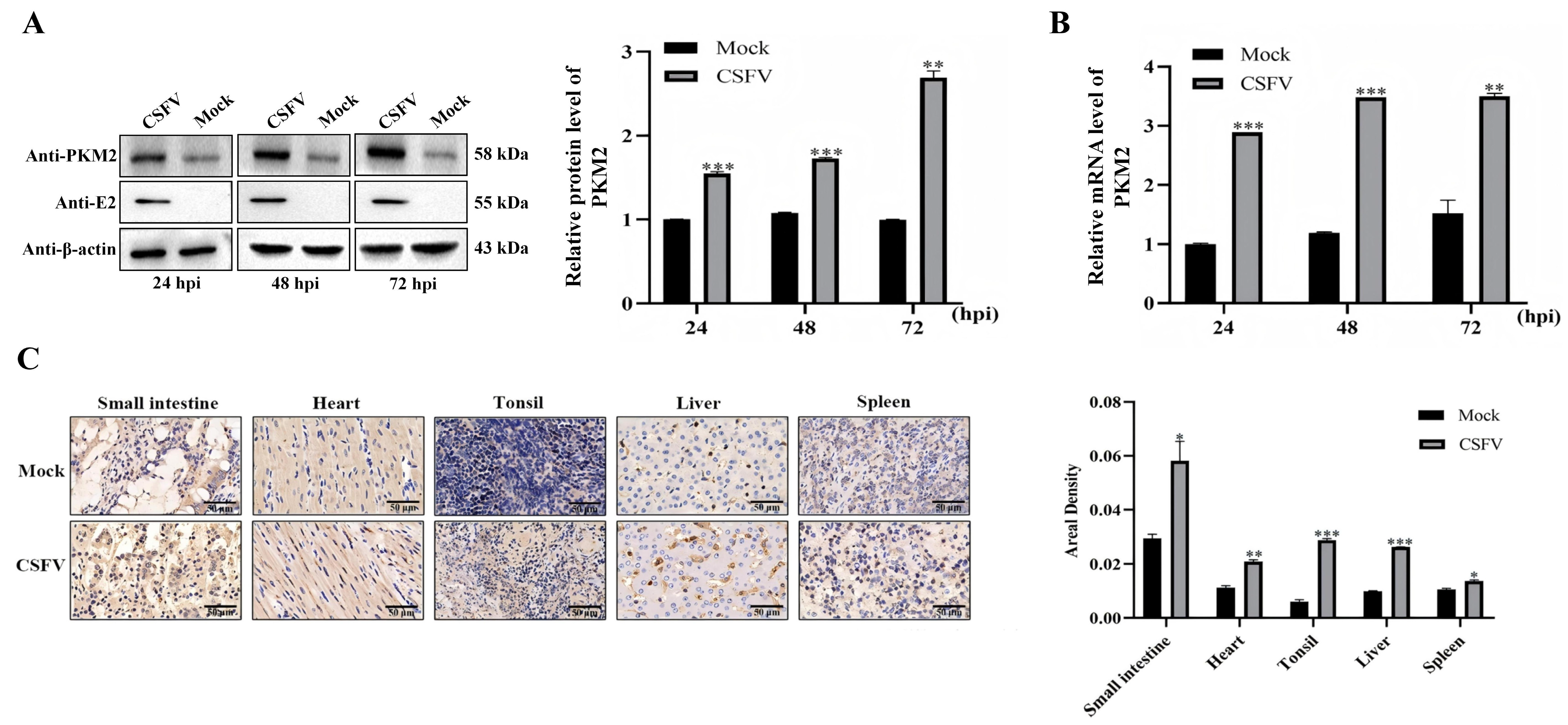 Viruses 17 00648 g002