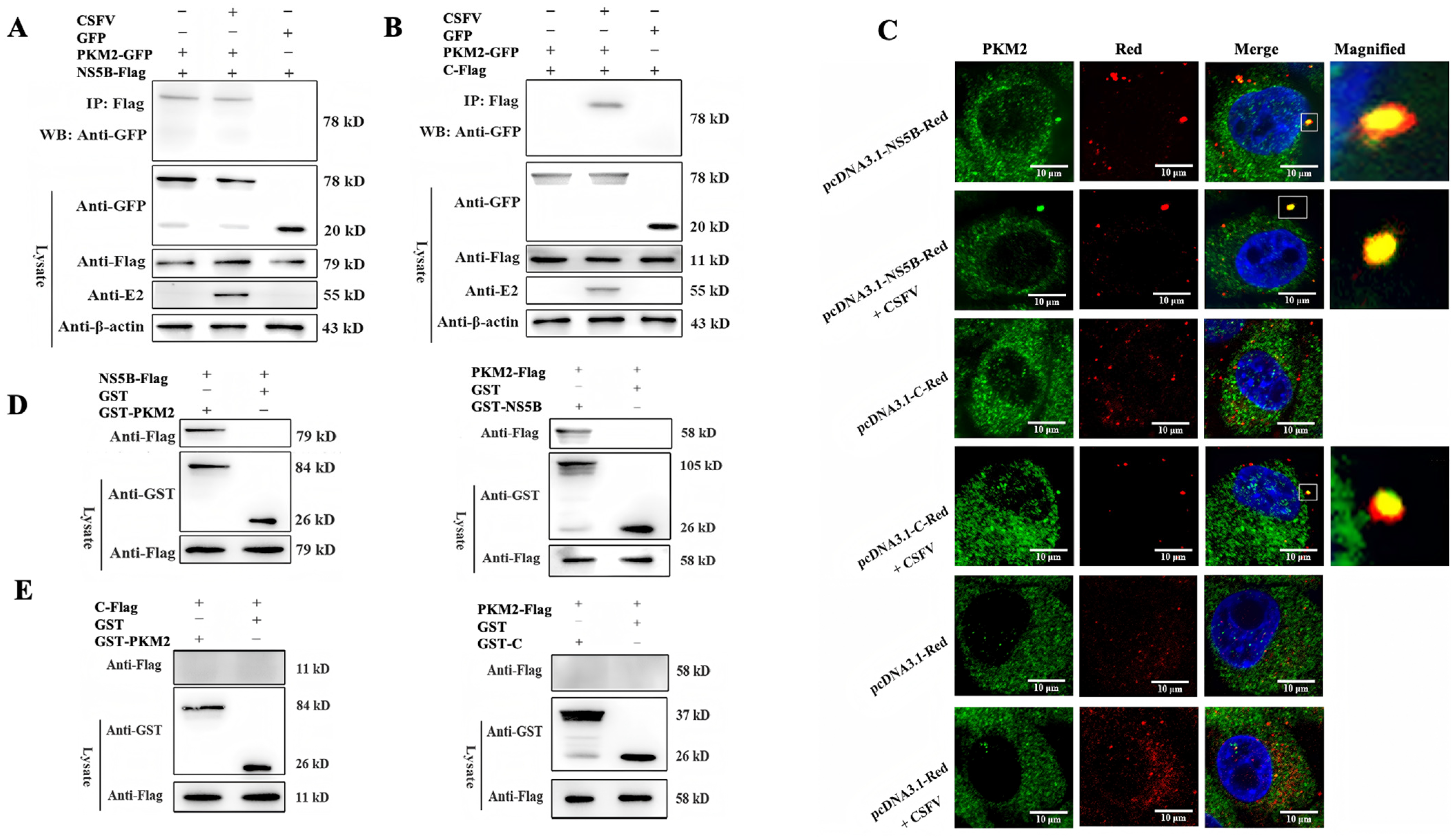 Viruses 17 00648 g003