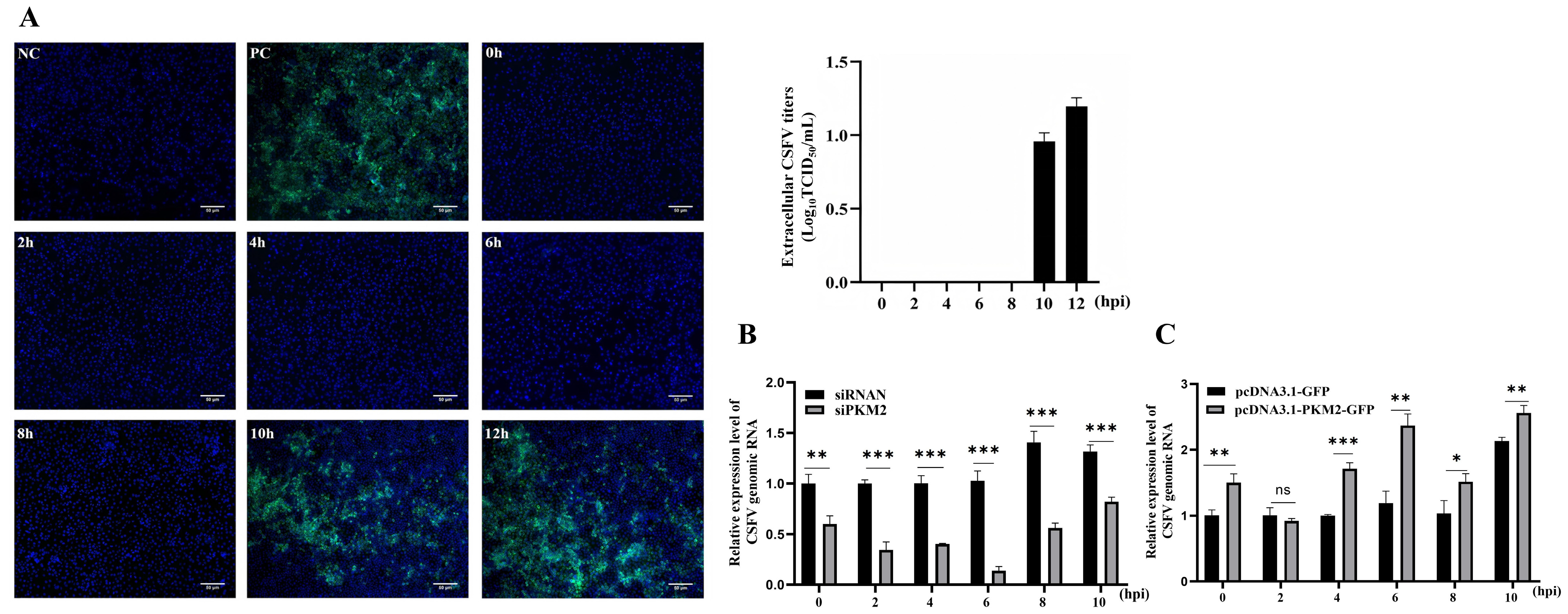 Viruses 17 00648 g004