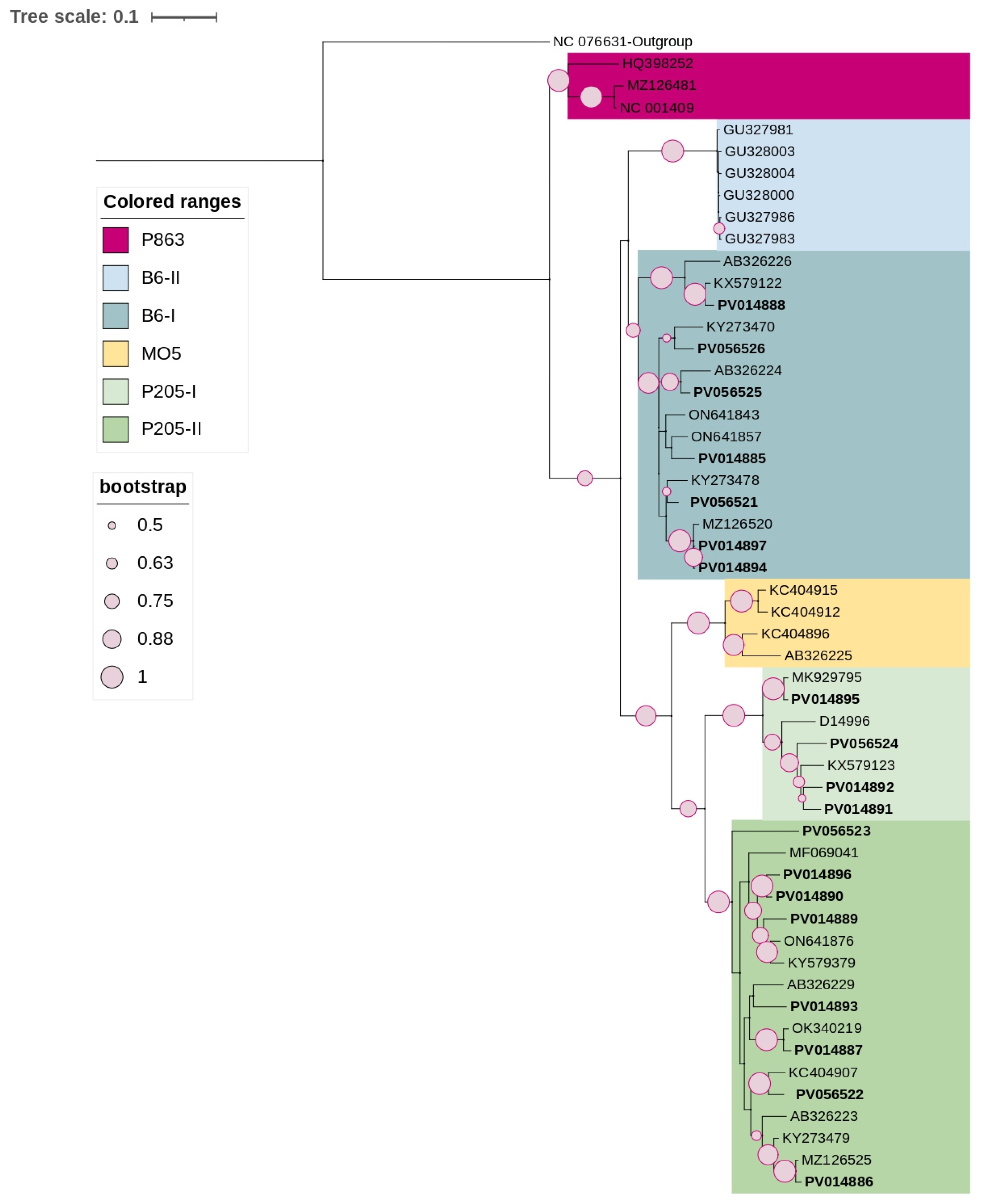 Viruses 17 00650 g001