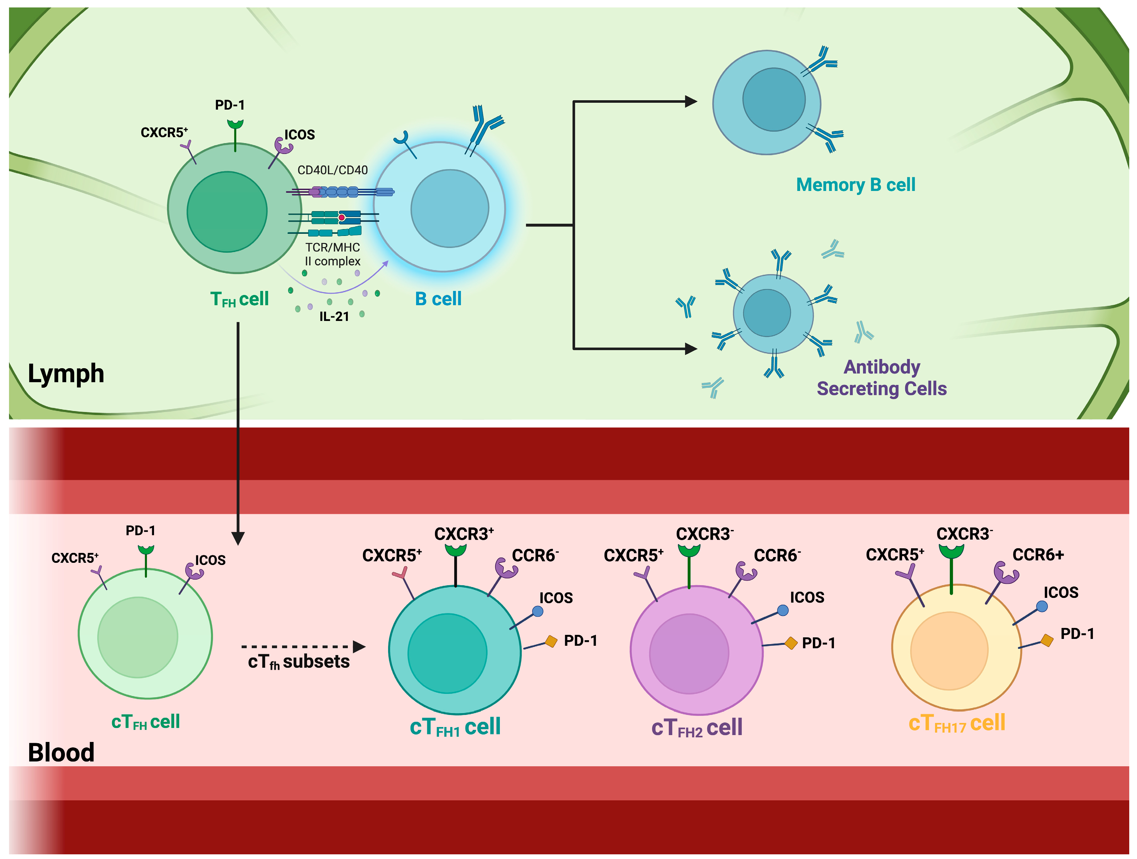 Viruses 17 00652 g001