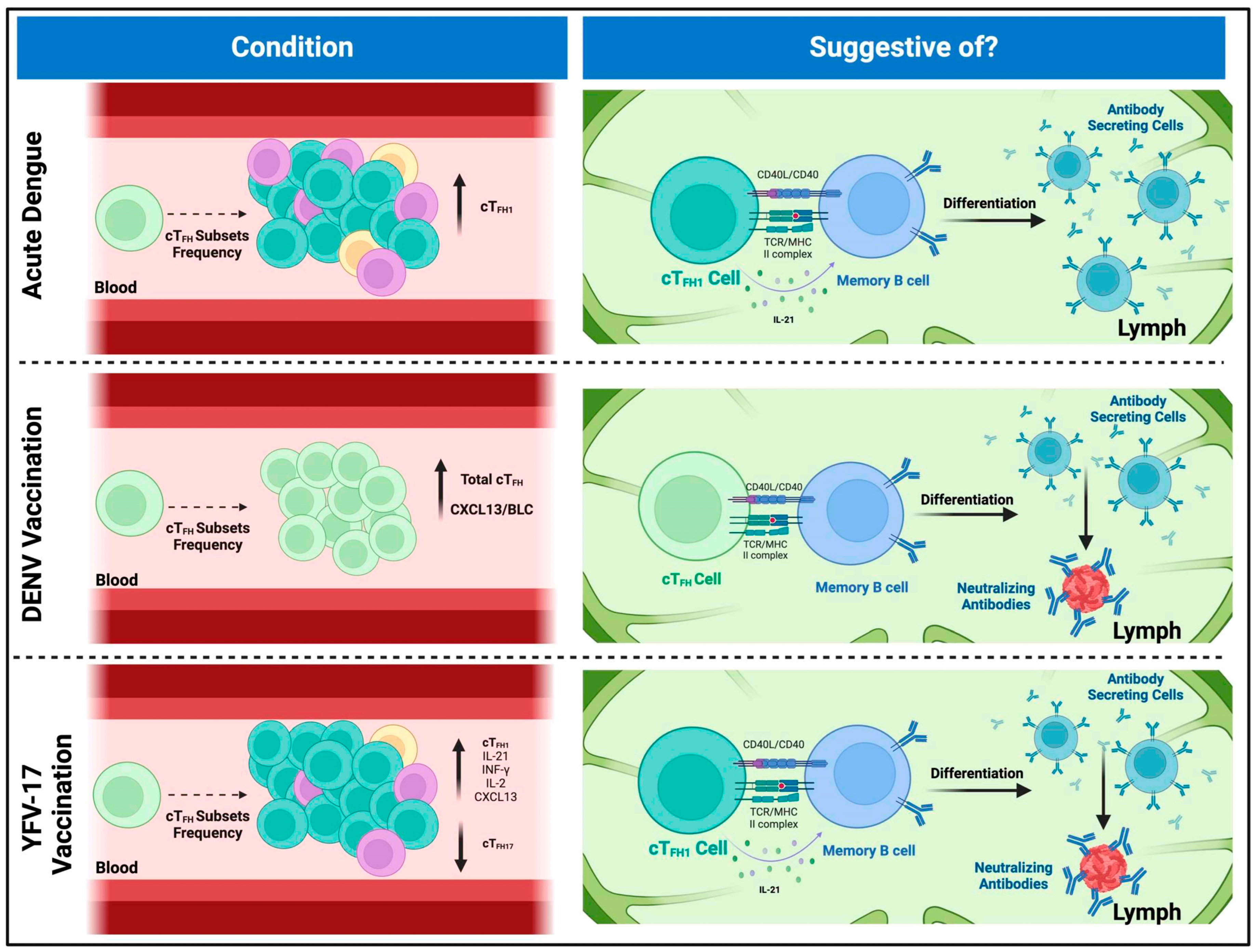 Viruses 17 00652 g002