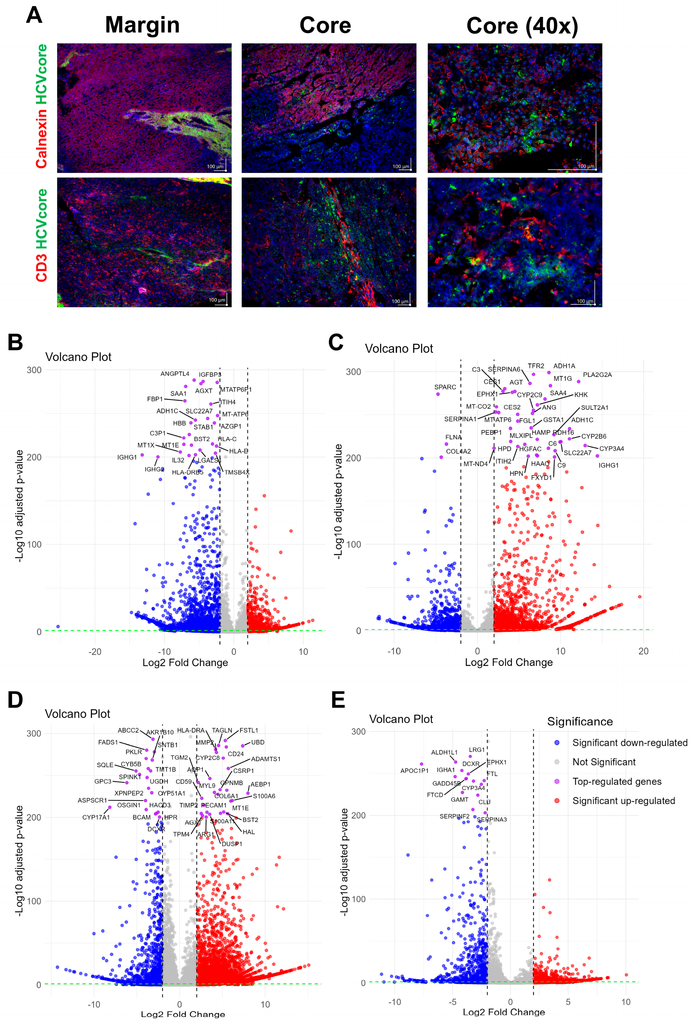 Viruses 17 00653 g002
