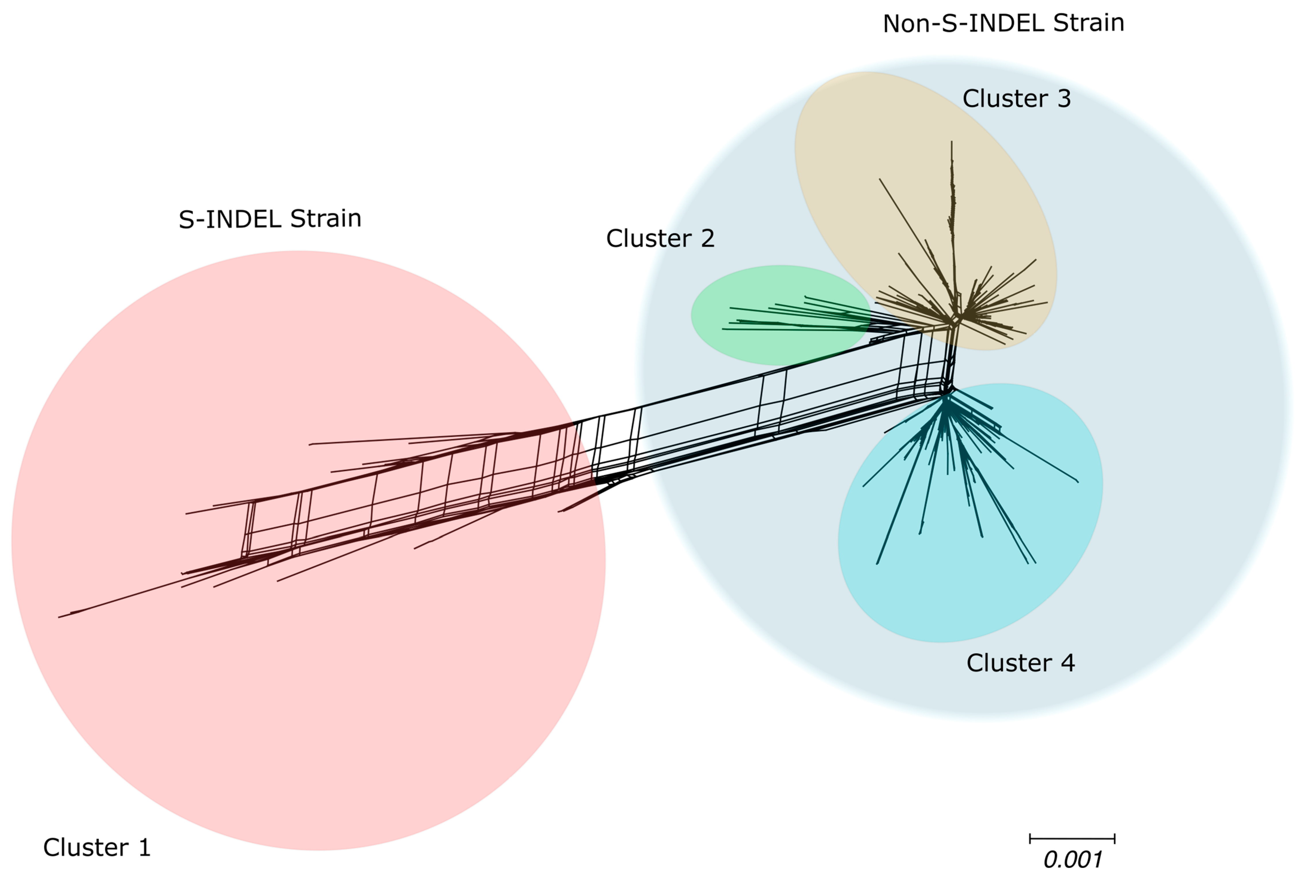Viruses 17 00654 g002