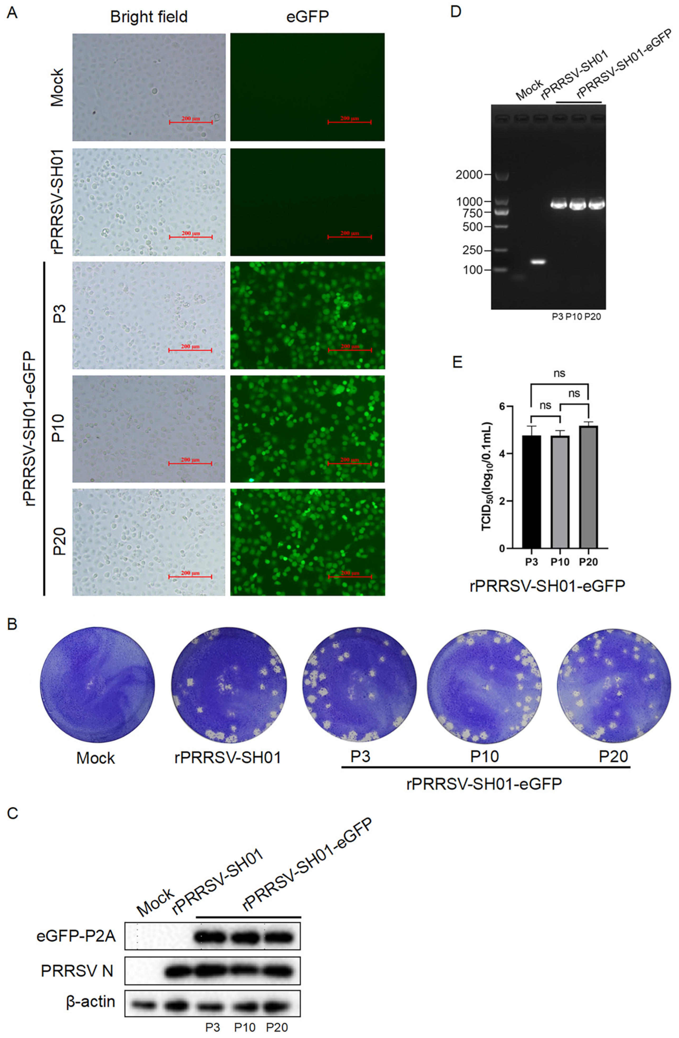 Viruses 17 00656 g003