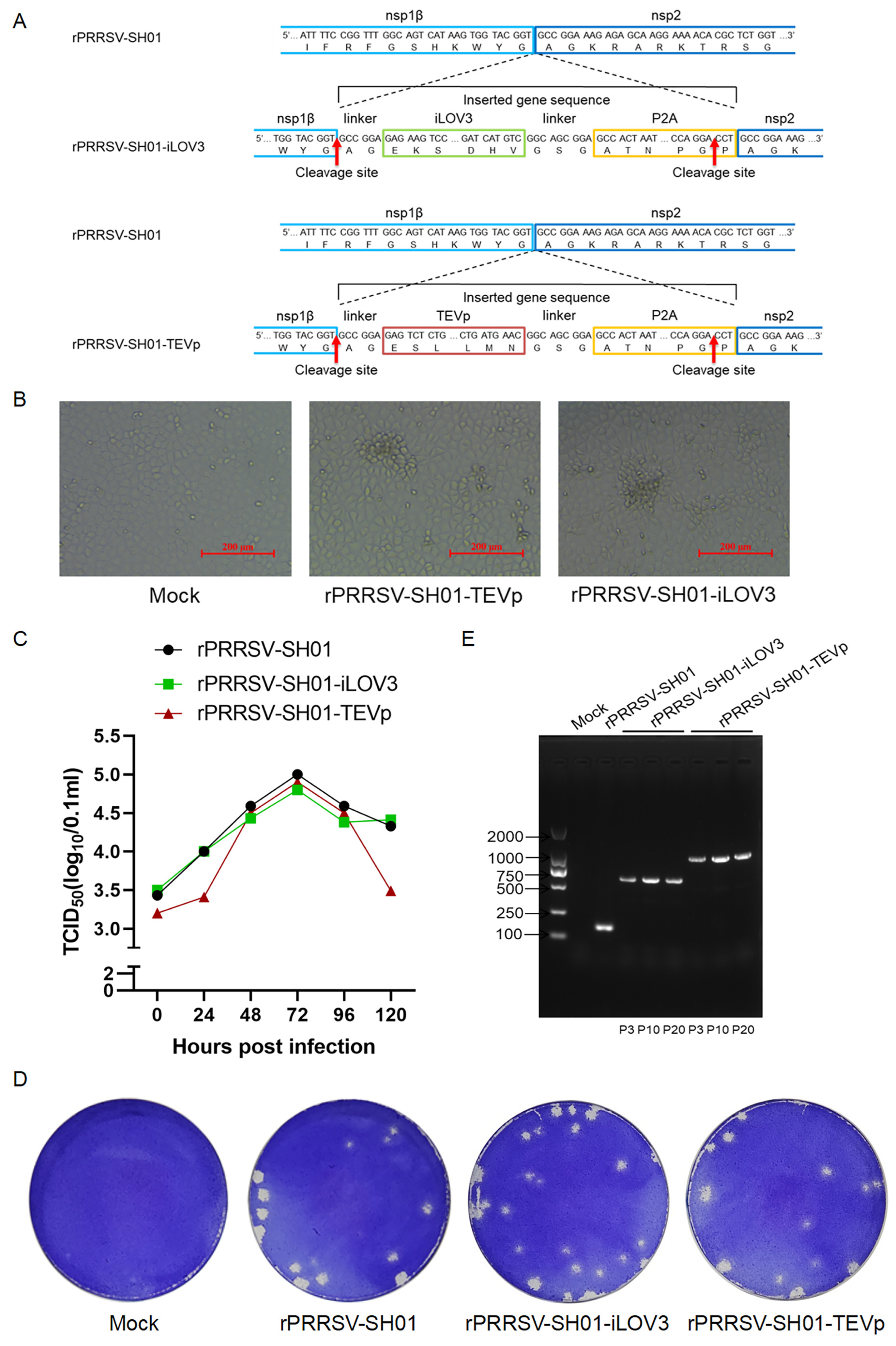 Viruses 17 00656 g005