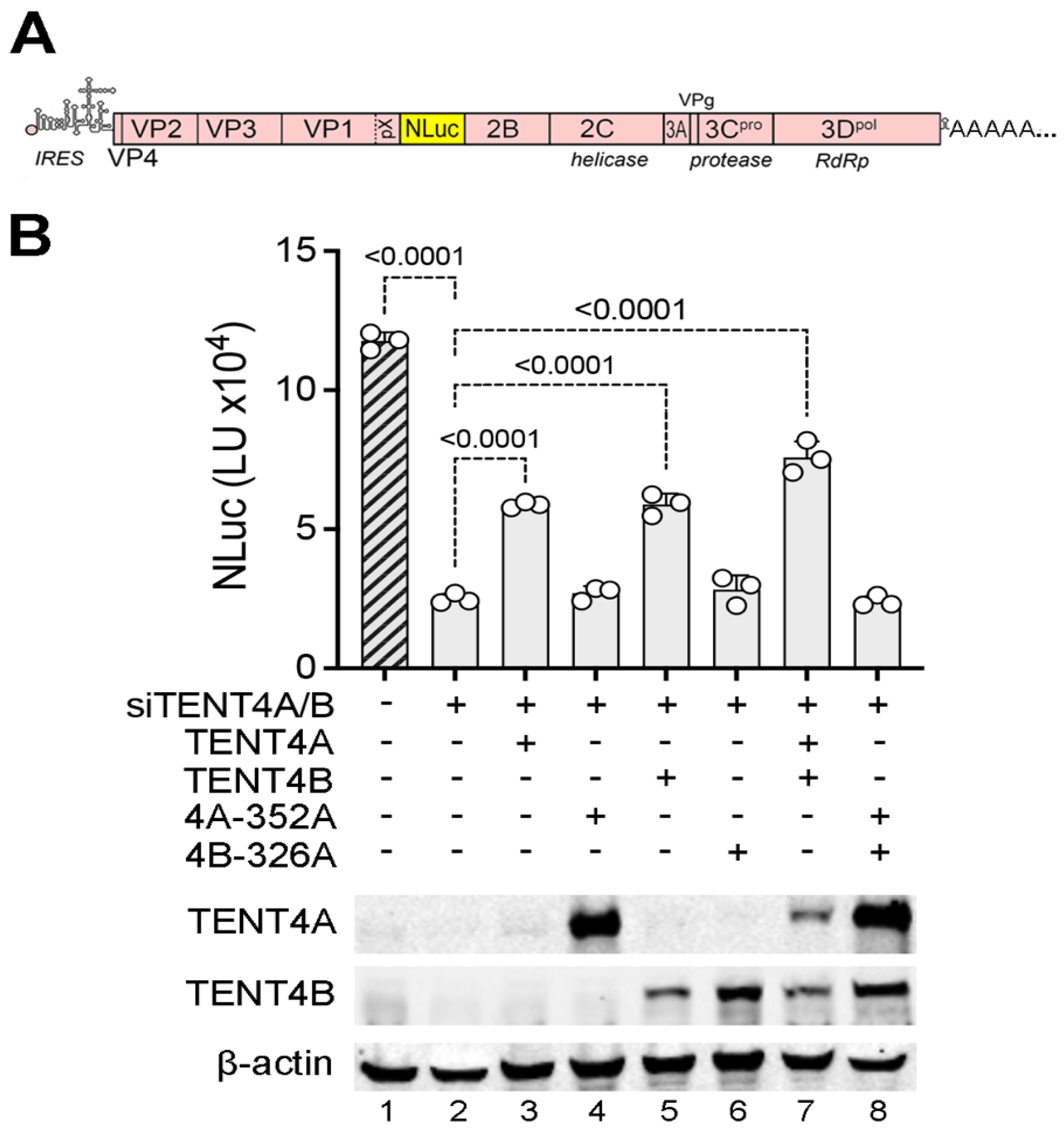 Viruses 17 00665 g001