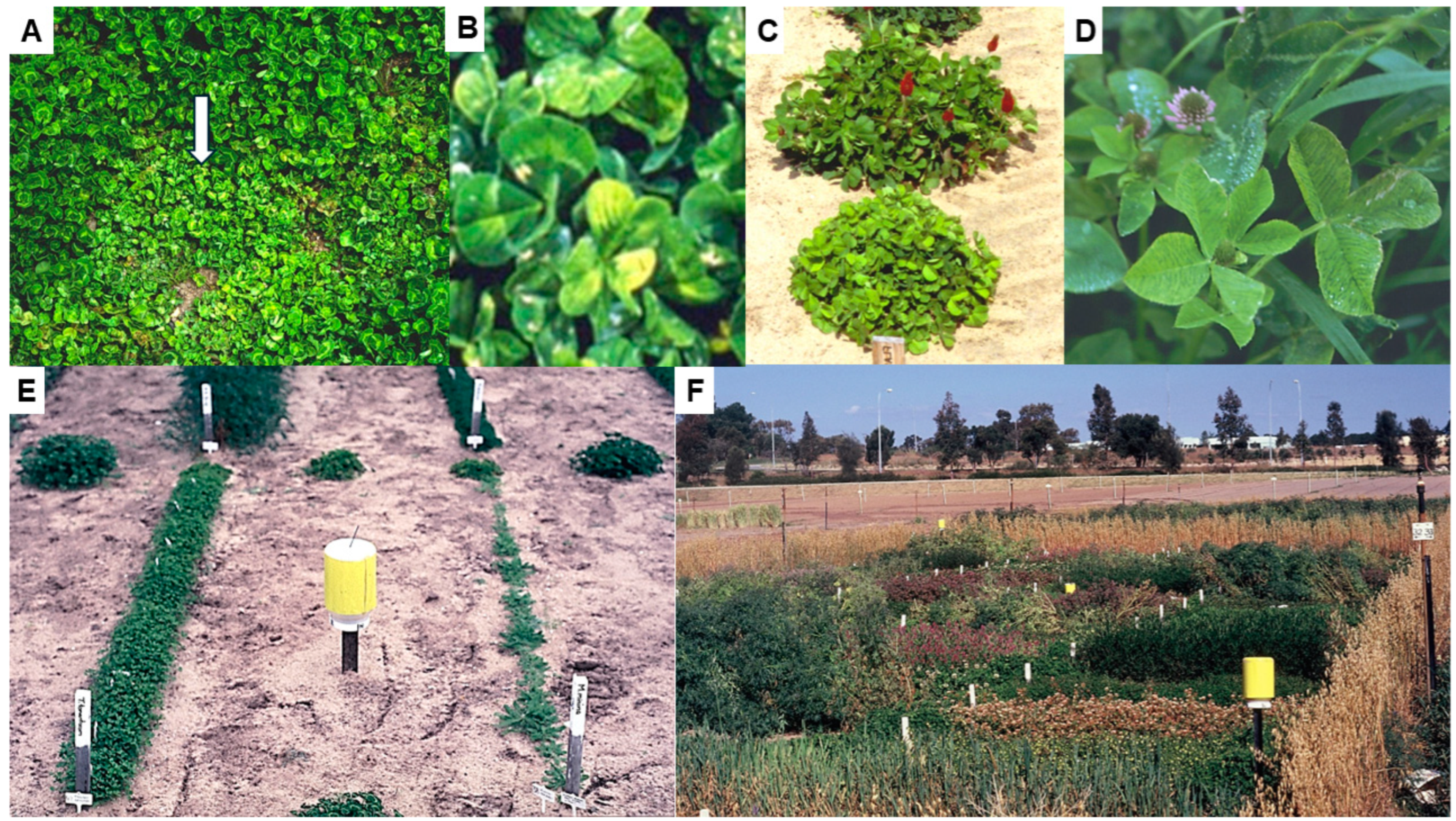 Viruses 17 00668 g003