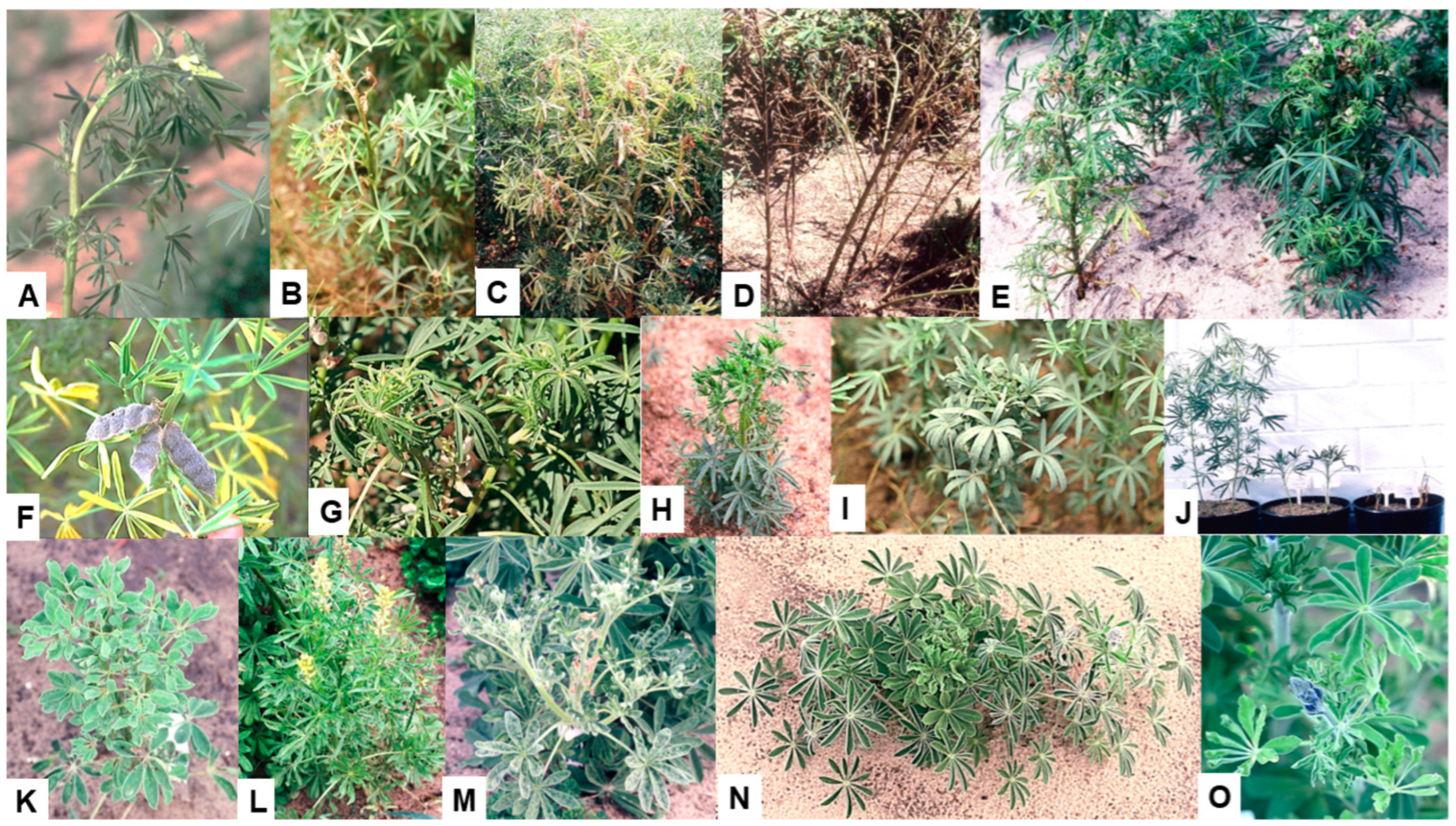 Viruses 17 00668 g004