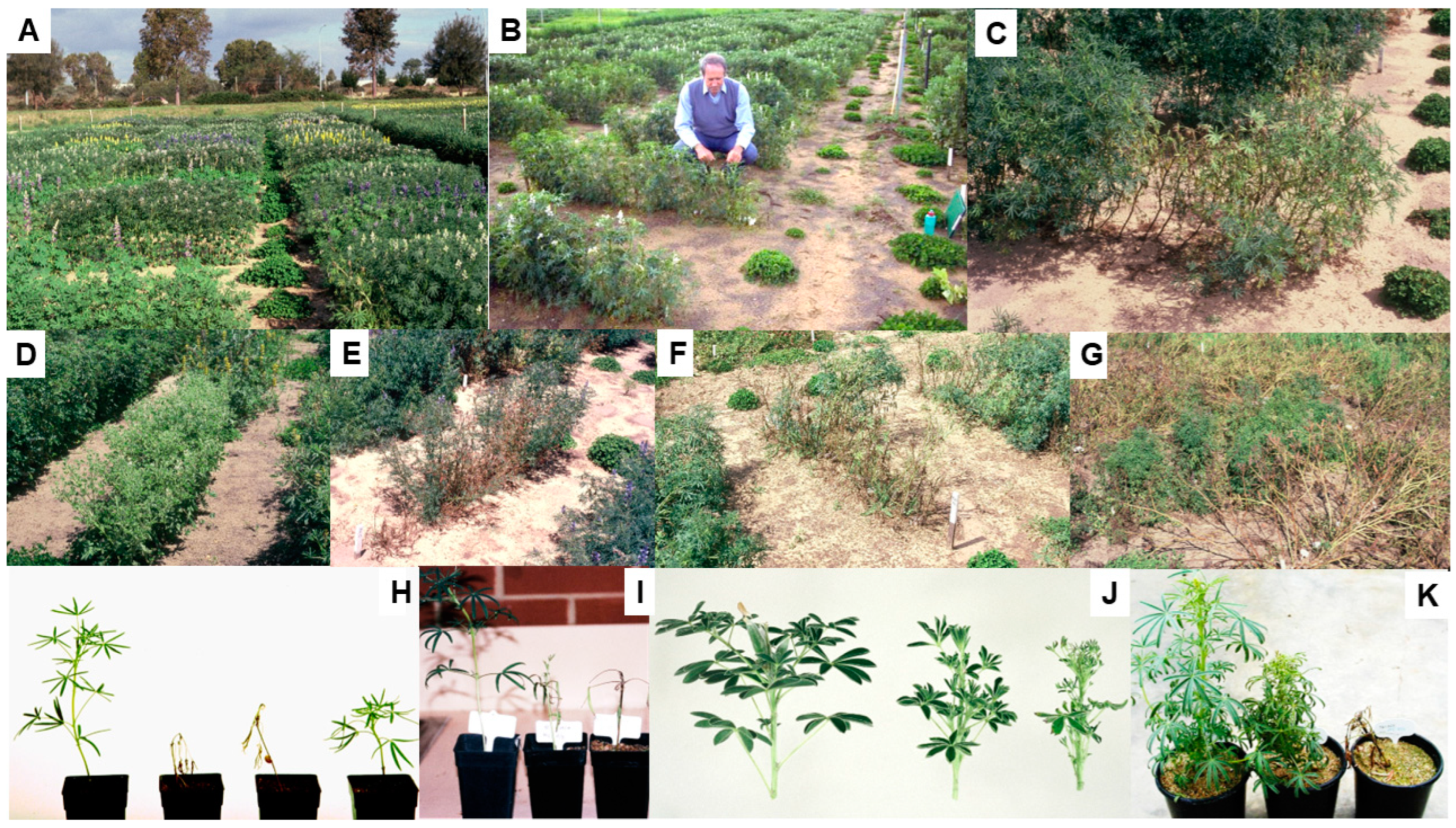 Viruses 17 00668 g007