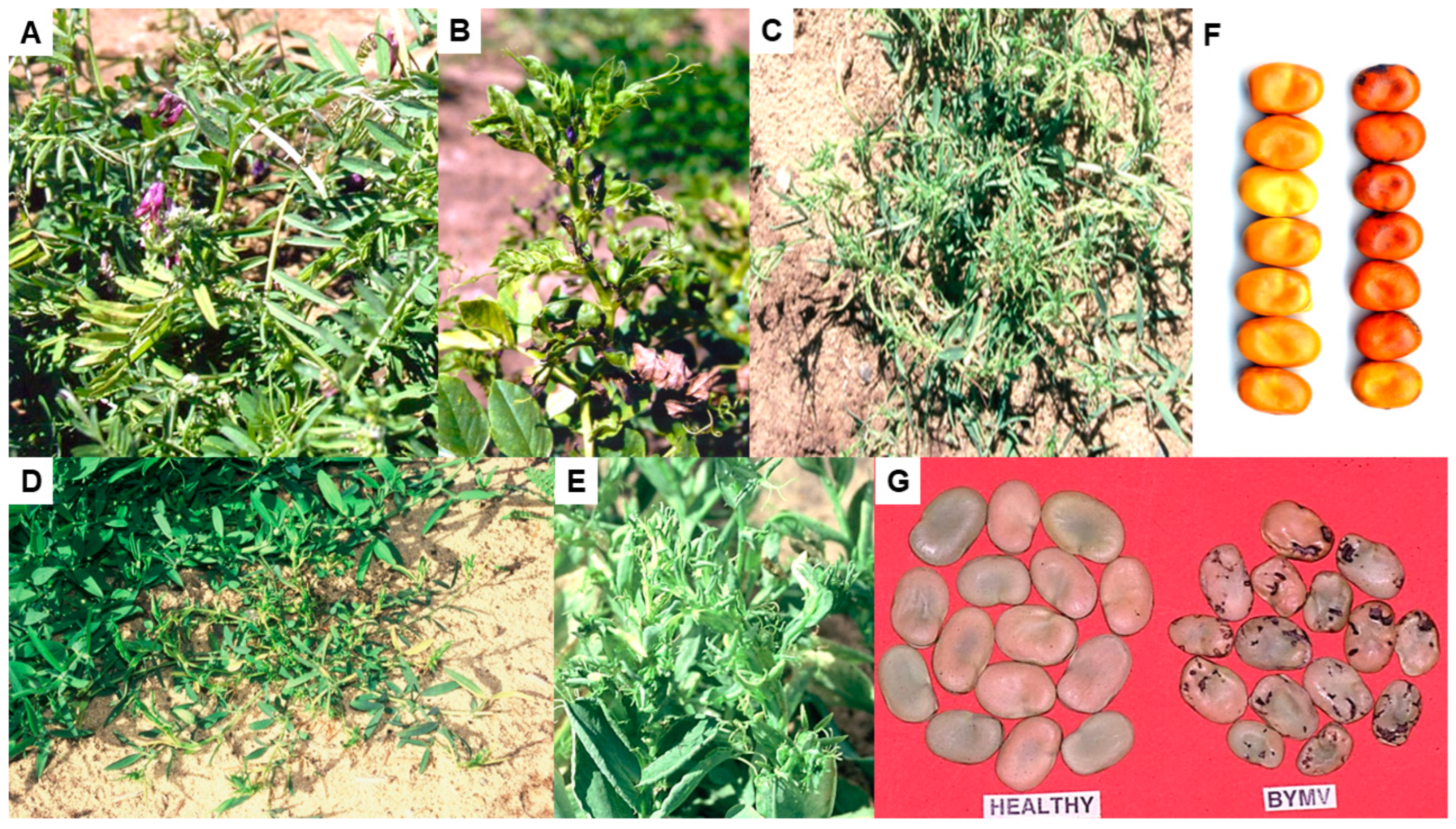 Viruses 17 00668 g011