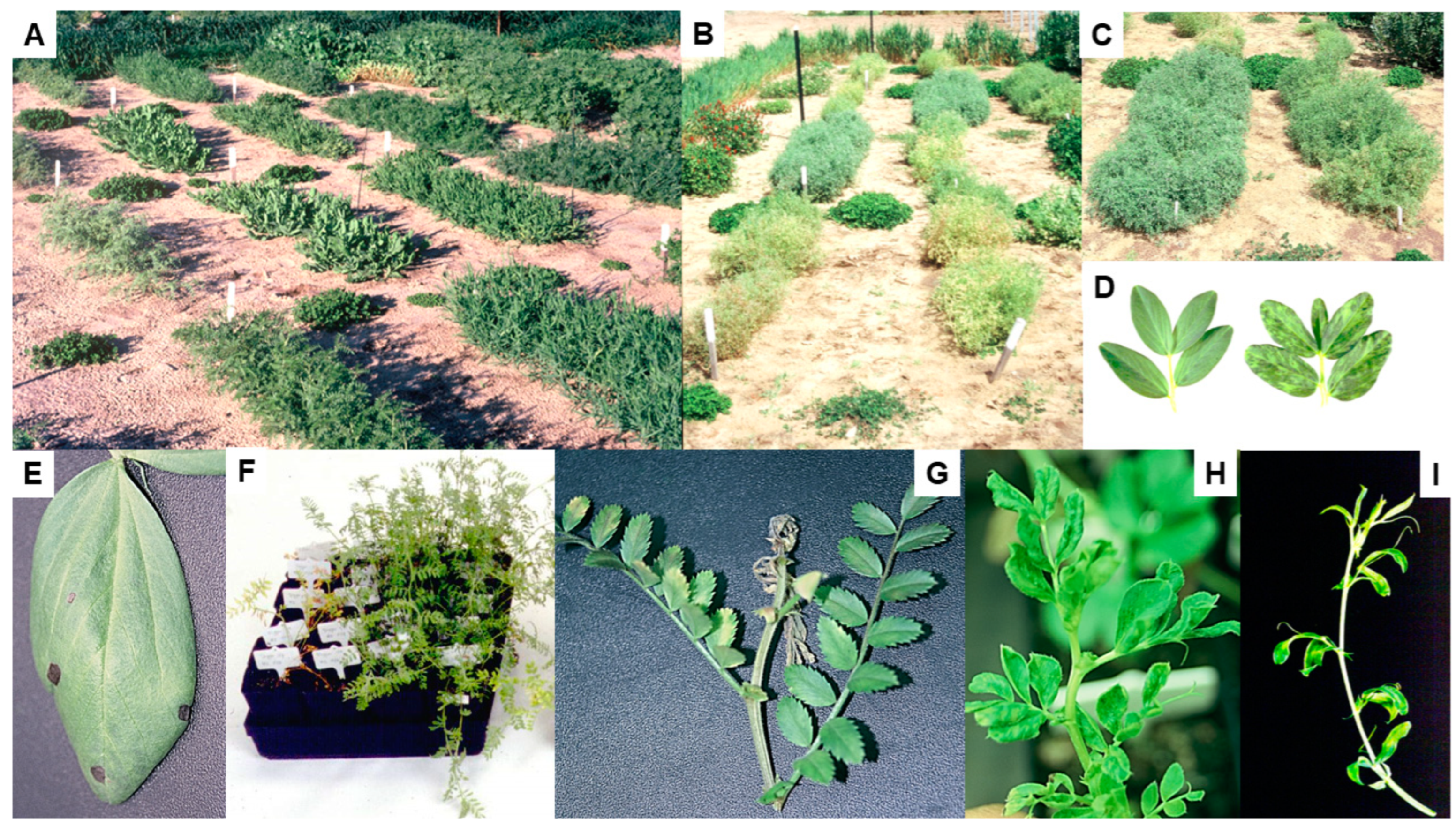 Viruses 17 00668 g012