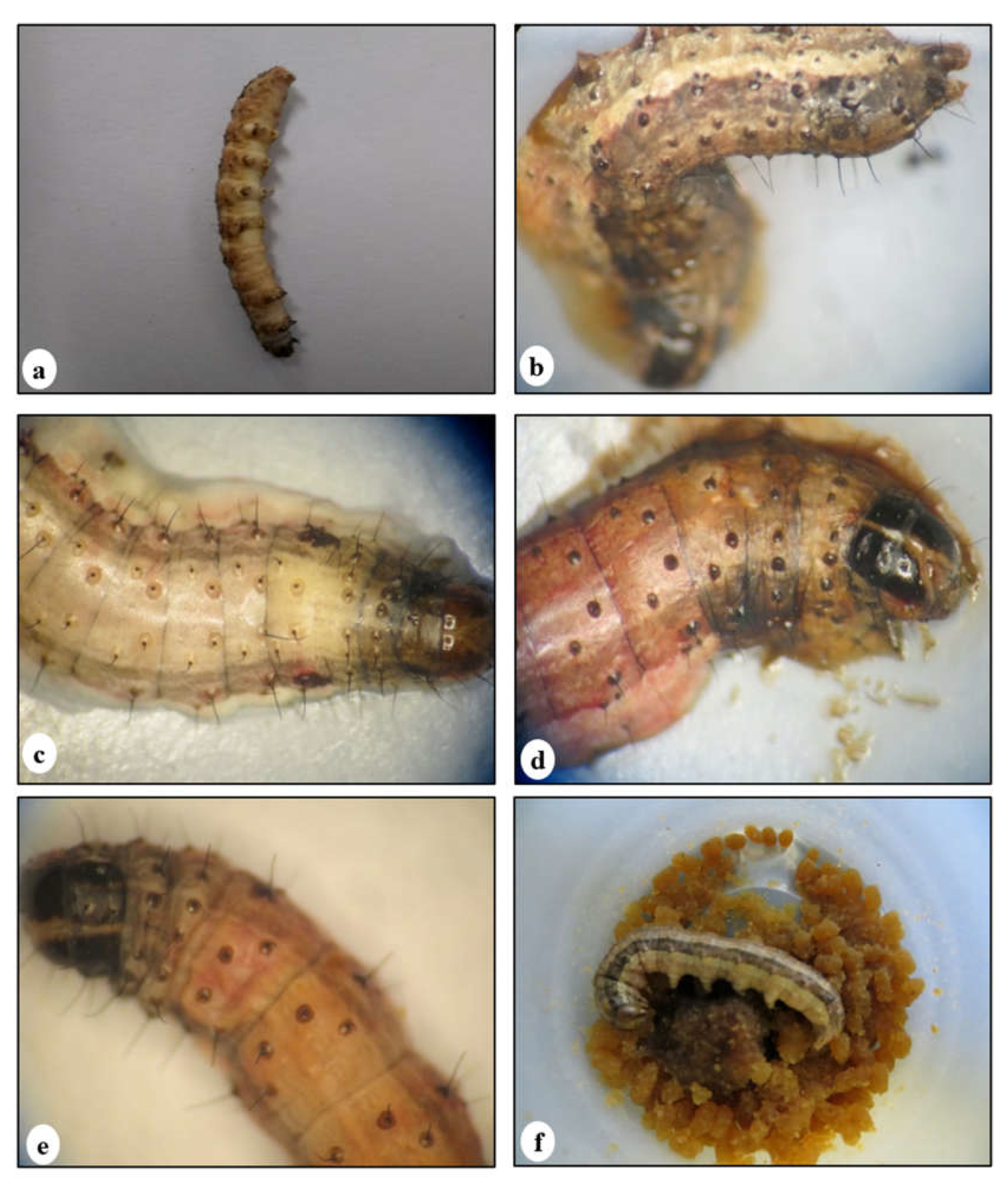 Viruses 17 00674 g001 Viruses 17 00674 g001