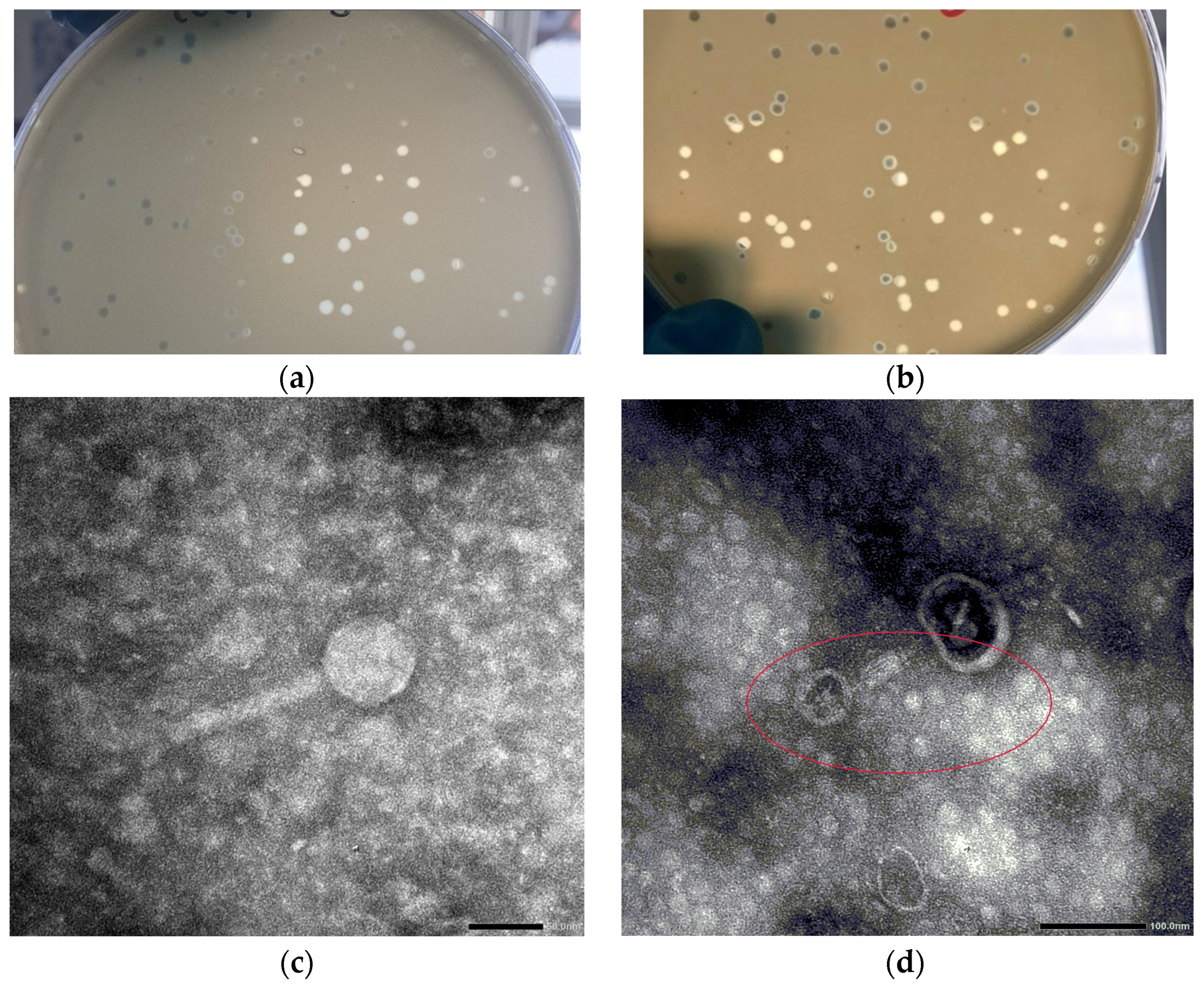 Viruses 17 00677 g001