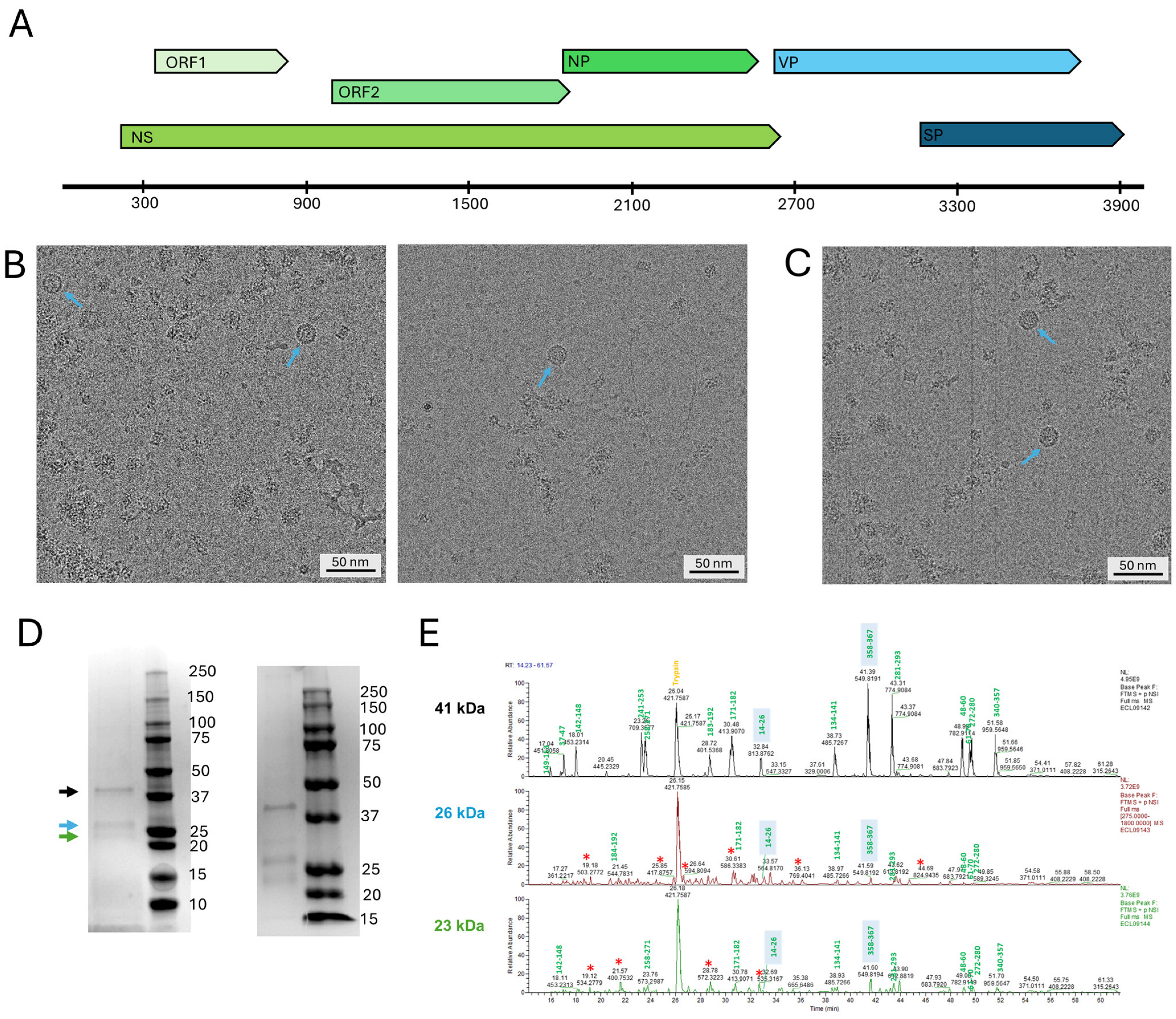 Viruses 17 00679 g001