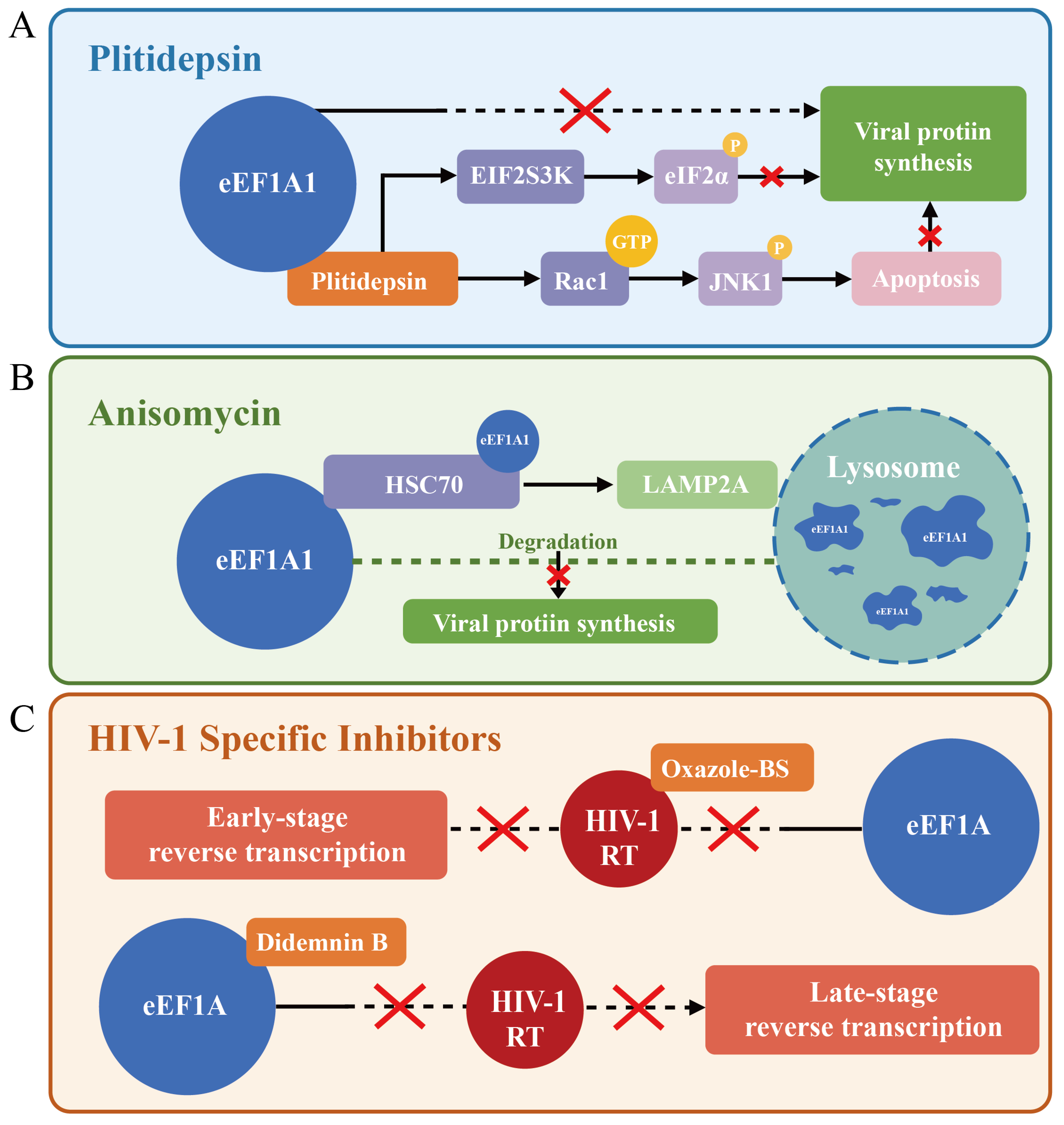 Viruses 17 00682 g006