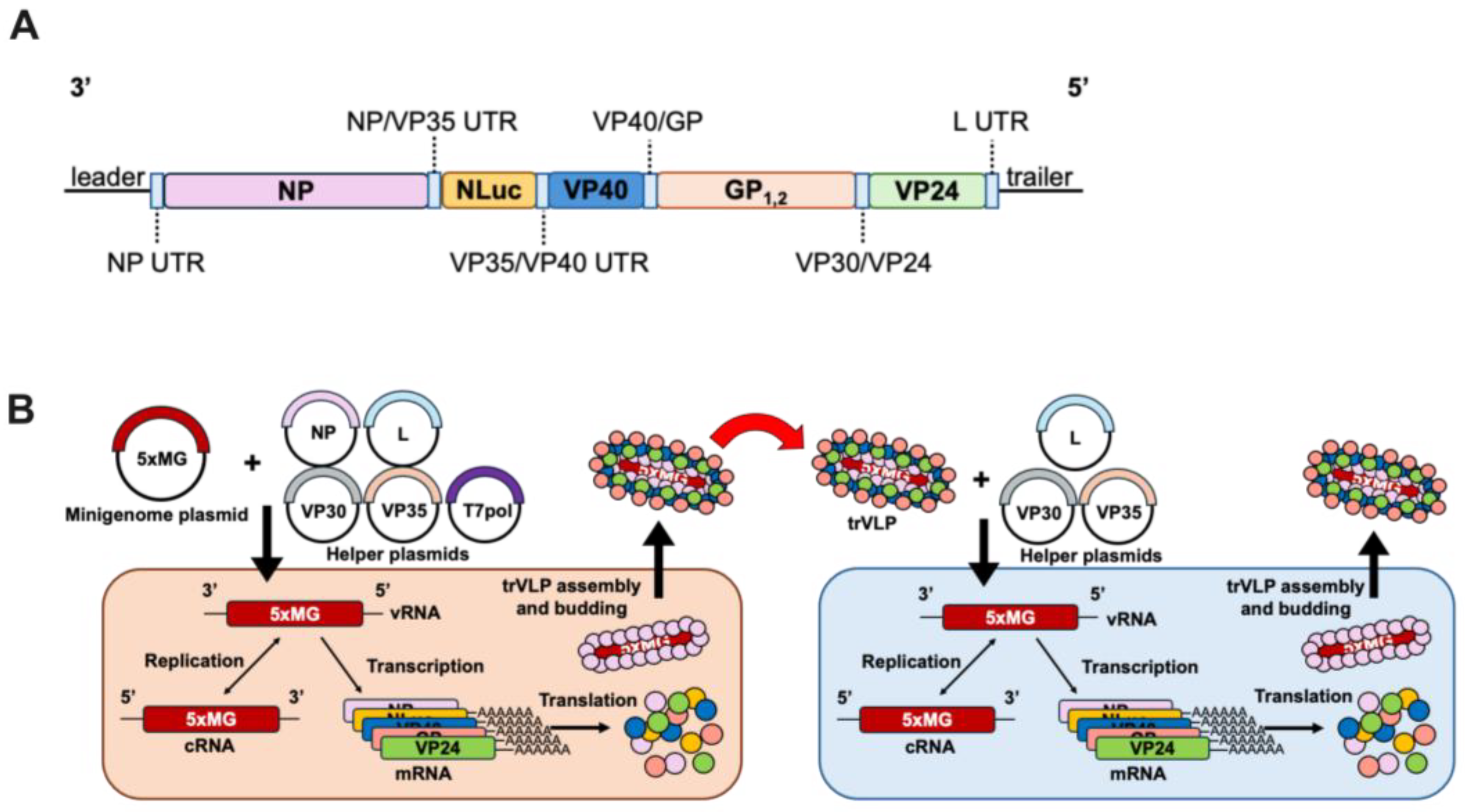 Viruses 17 00688 g001