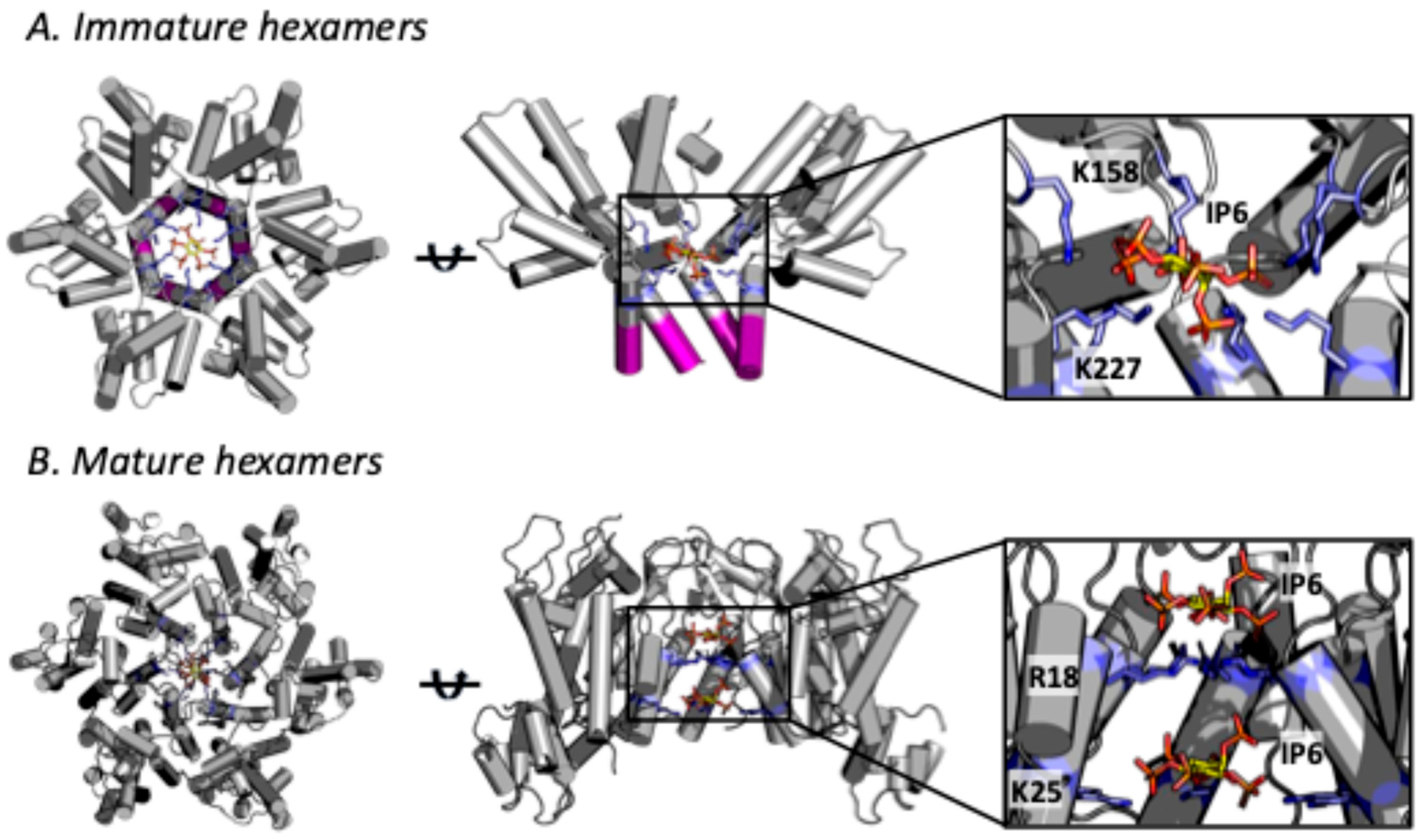 Viruses 17 00689 g002