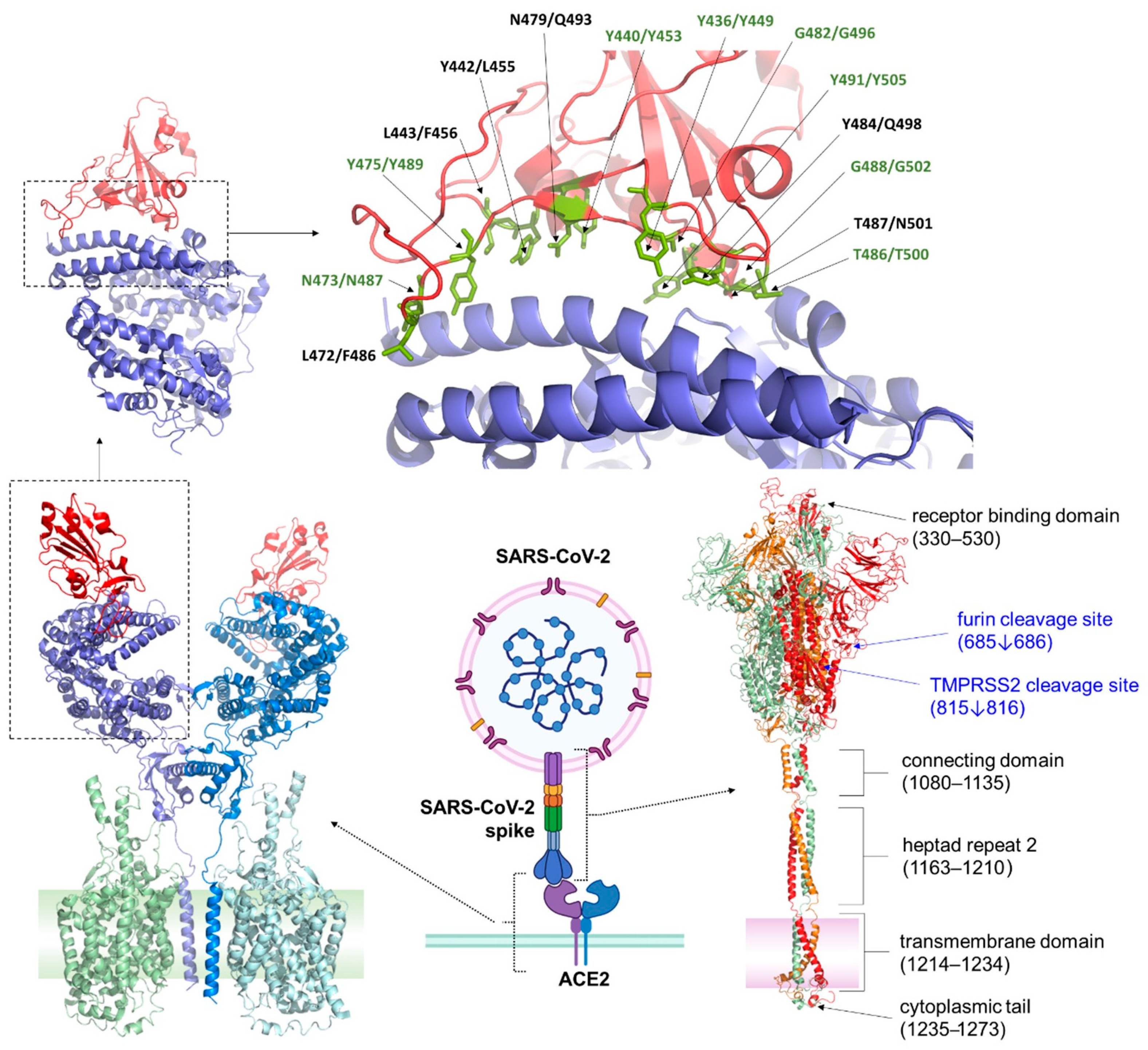 Viruses 17 00691 g001