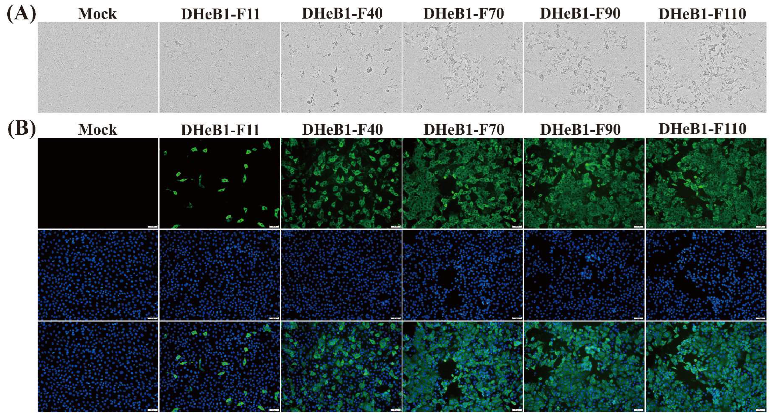 Frontiers | Nanoparticle vaccines based on the receptor