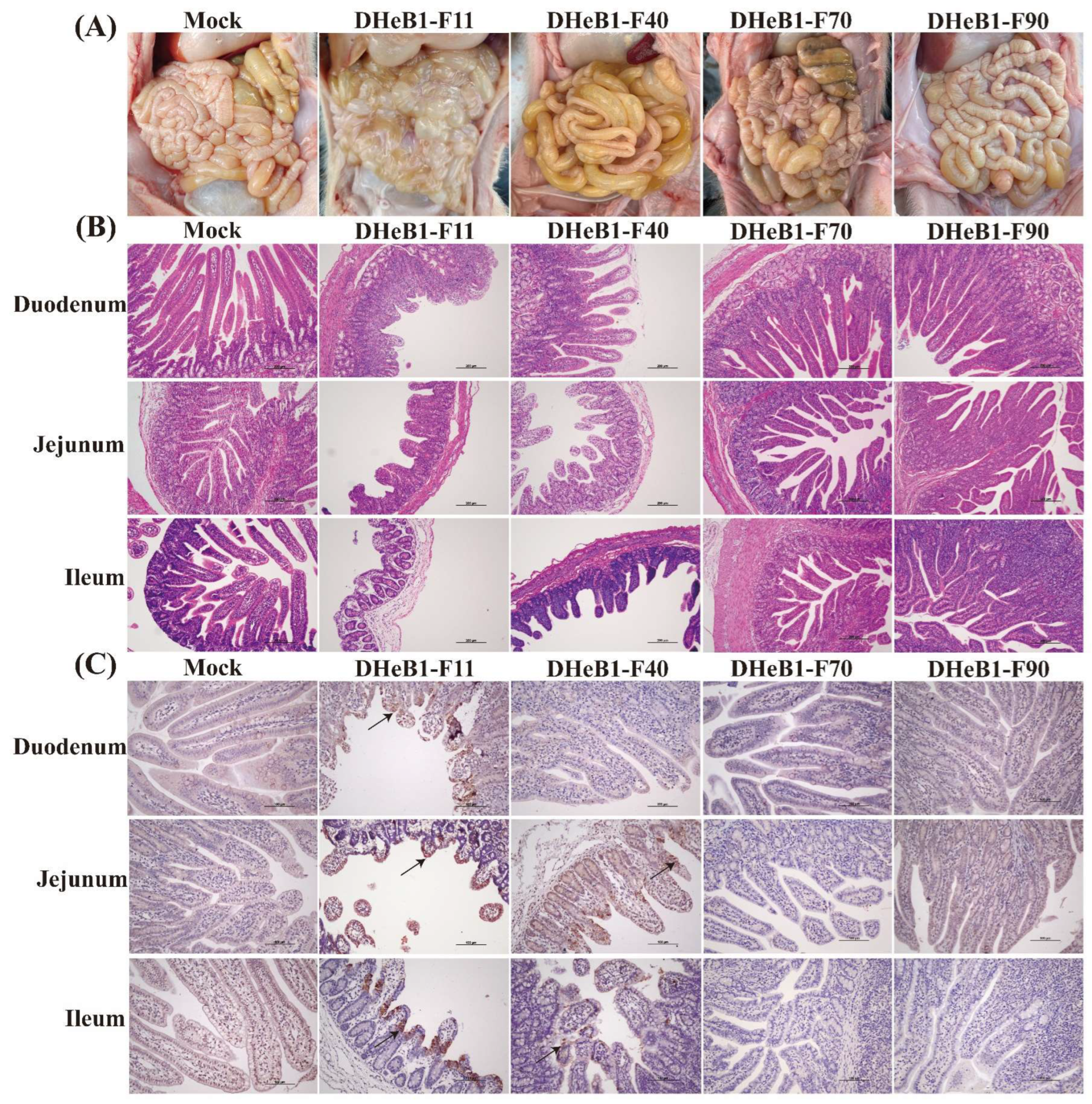 Viruses 17 00695 g004