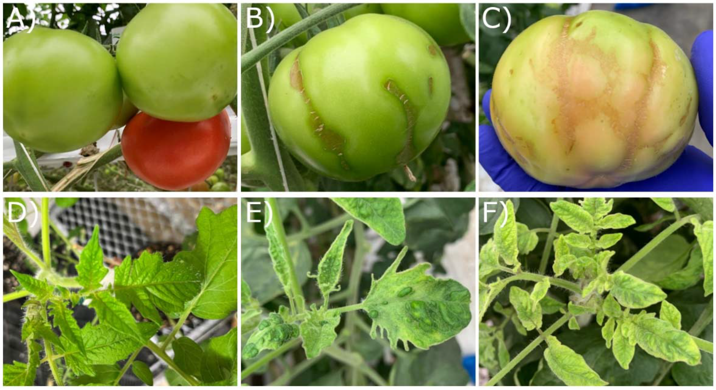 Viruses 17 00696 g001 Viruses 17 00696 g001