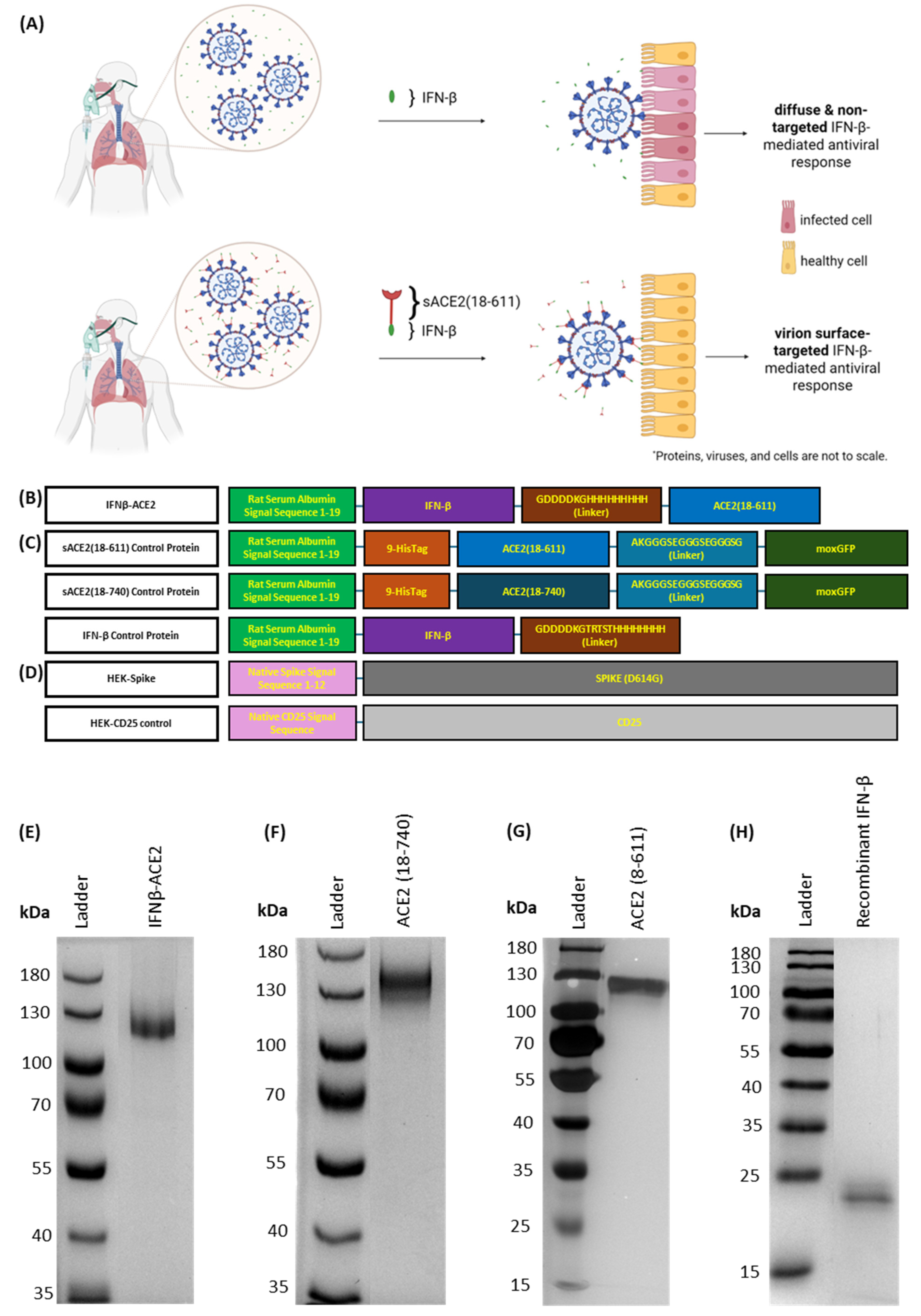 Viruses 17 00697 g001