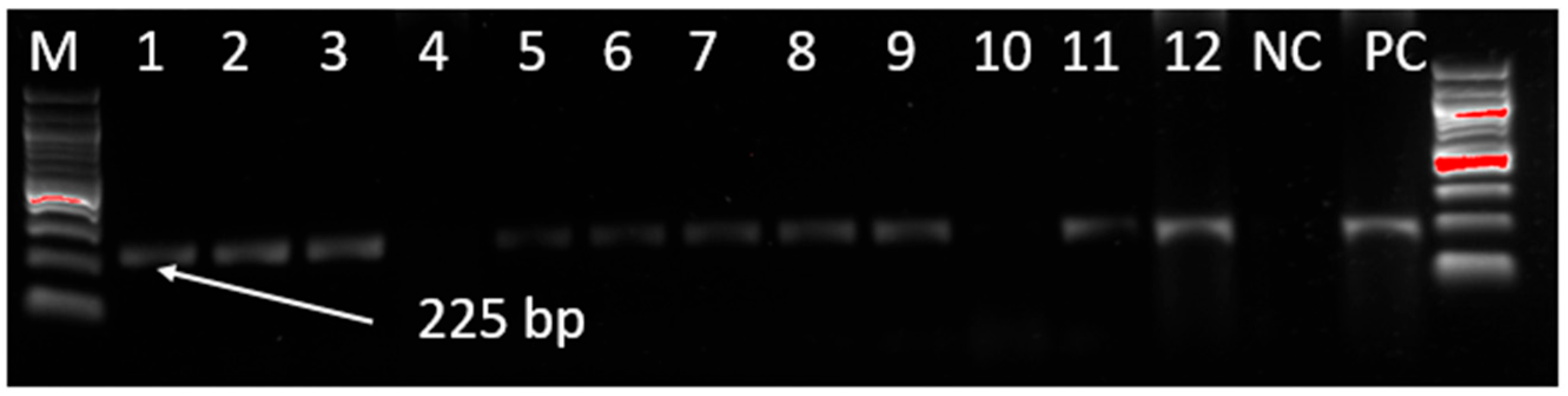 Viruses 17 00698 g001