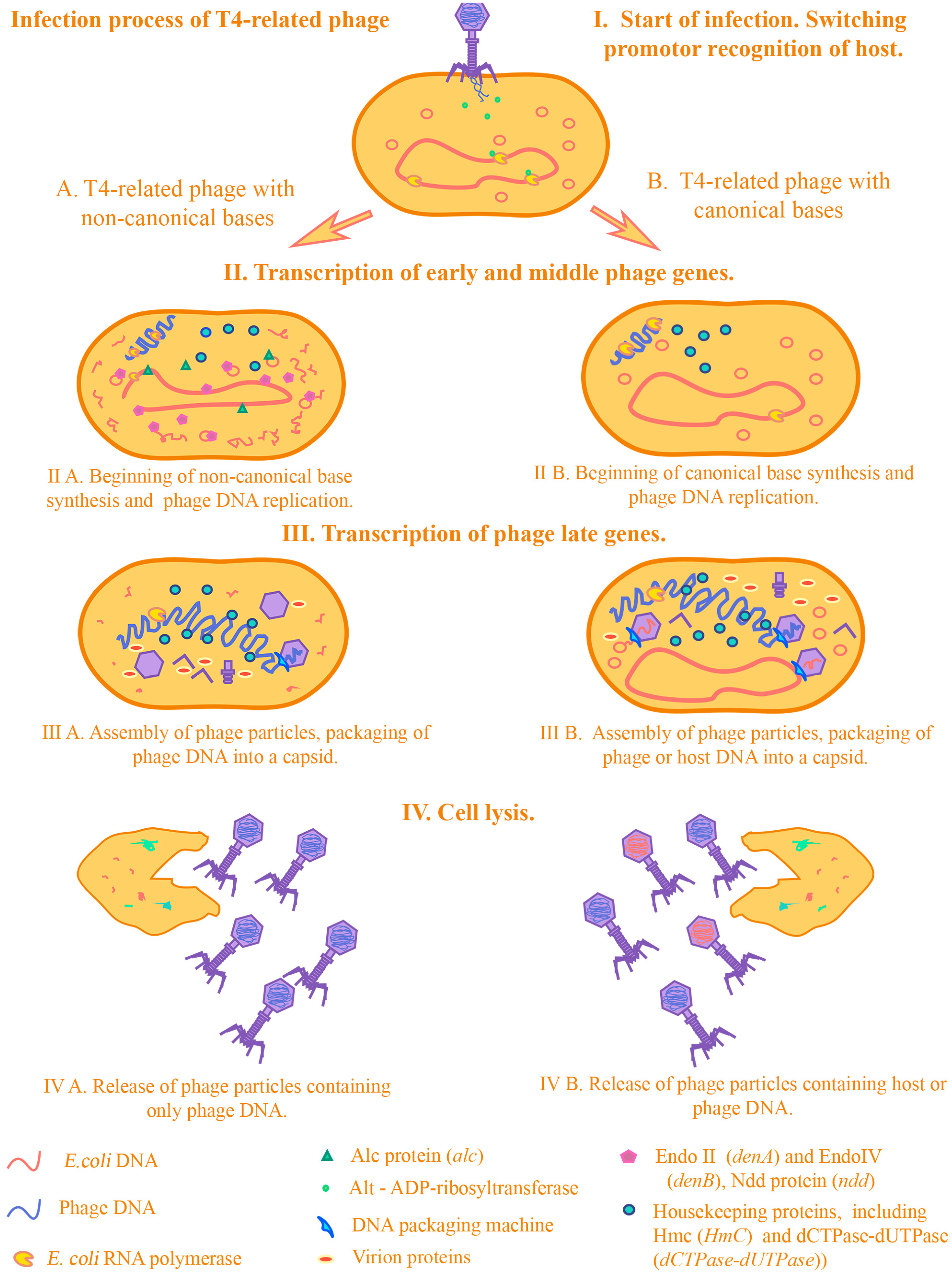 Viruses 17 00701 g002