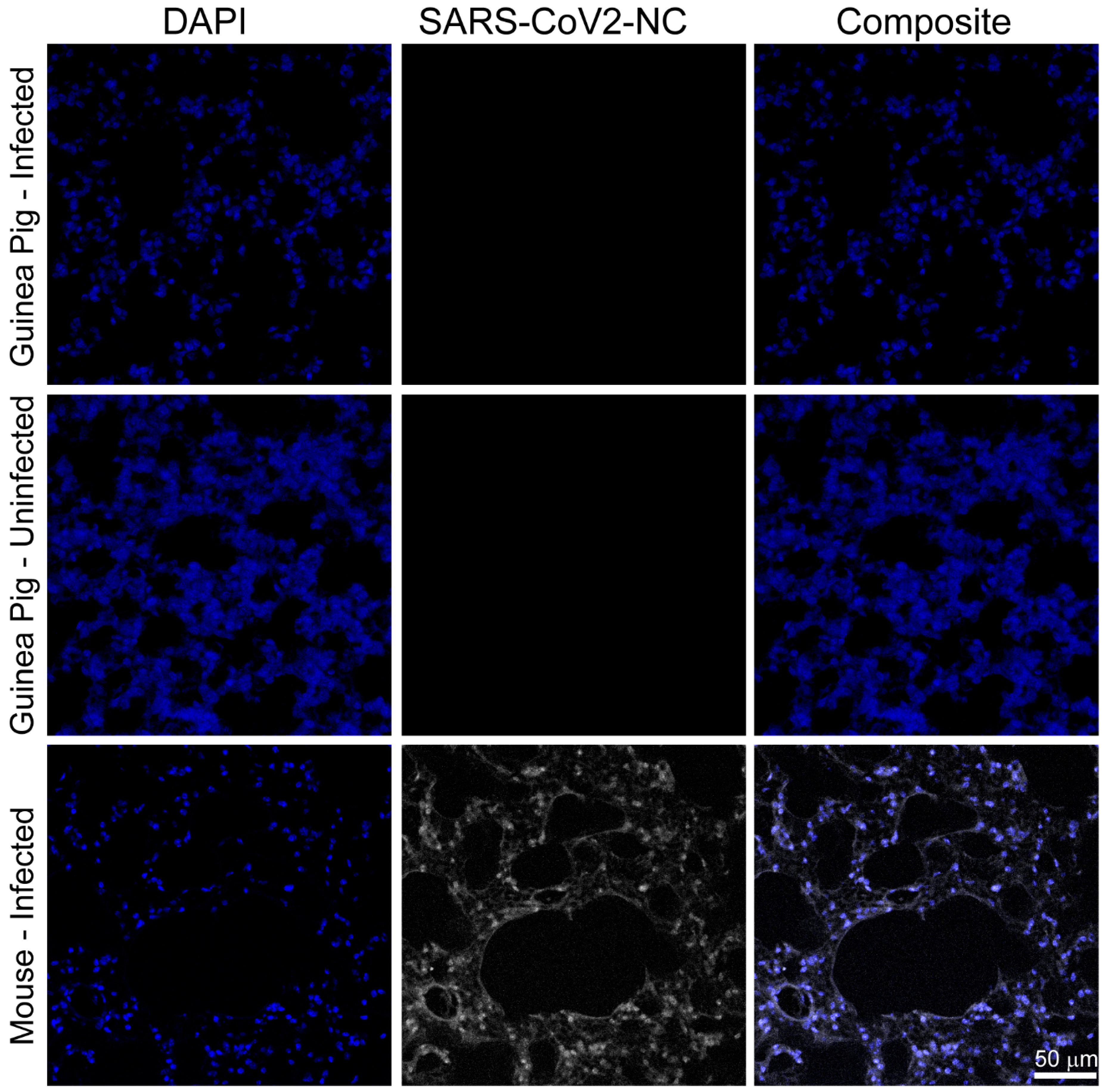Viruses 17 00706 g003