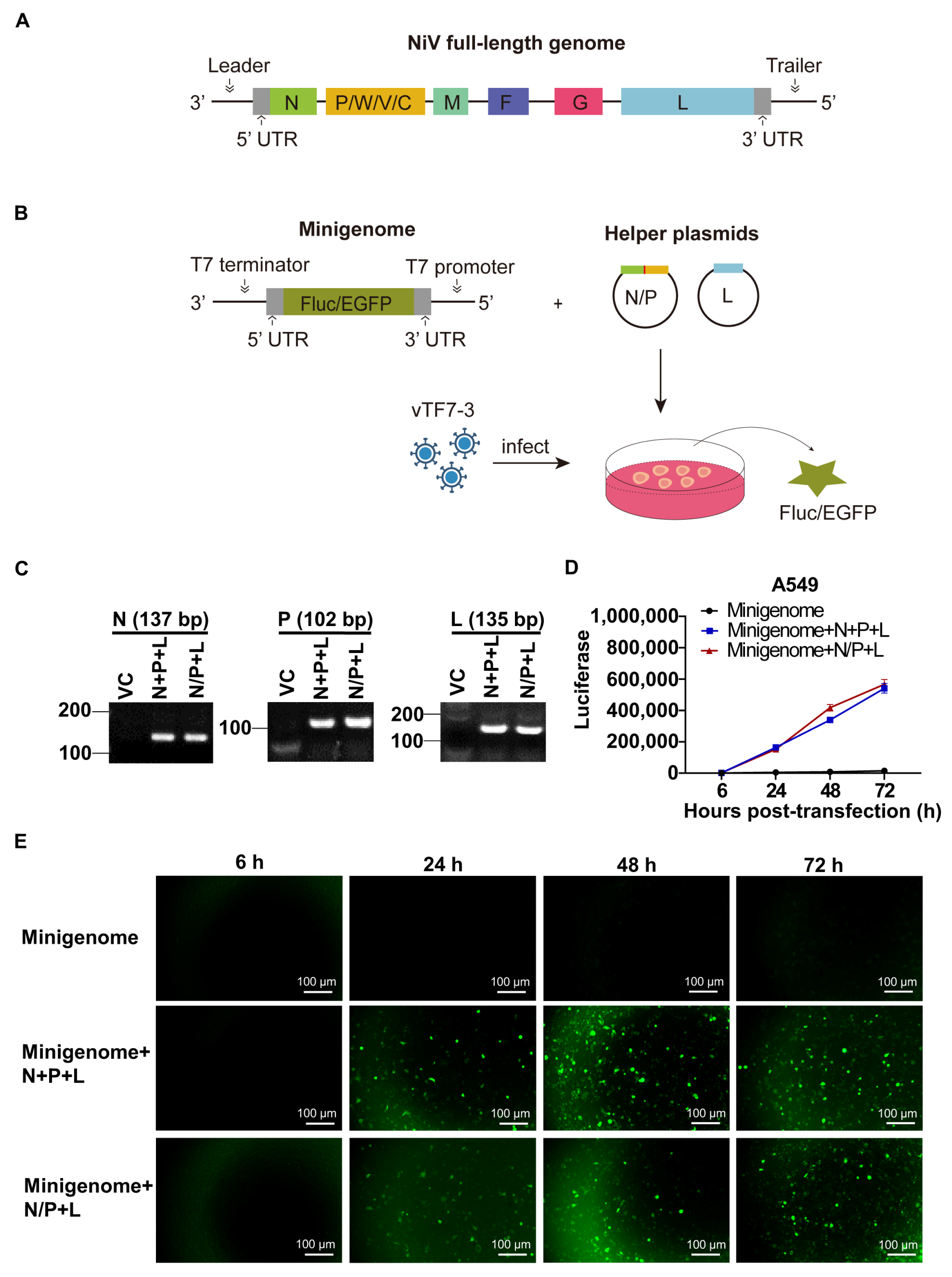 Viruses 17 00707 g001